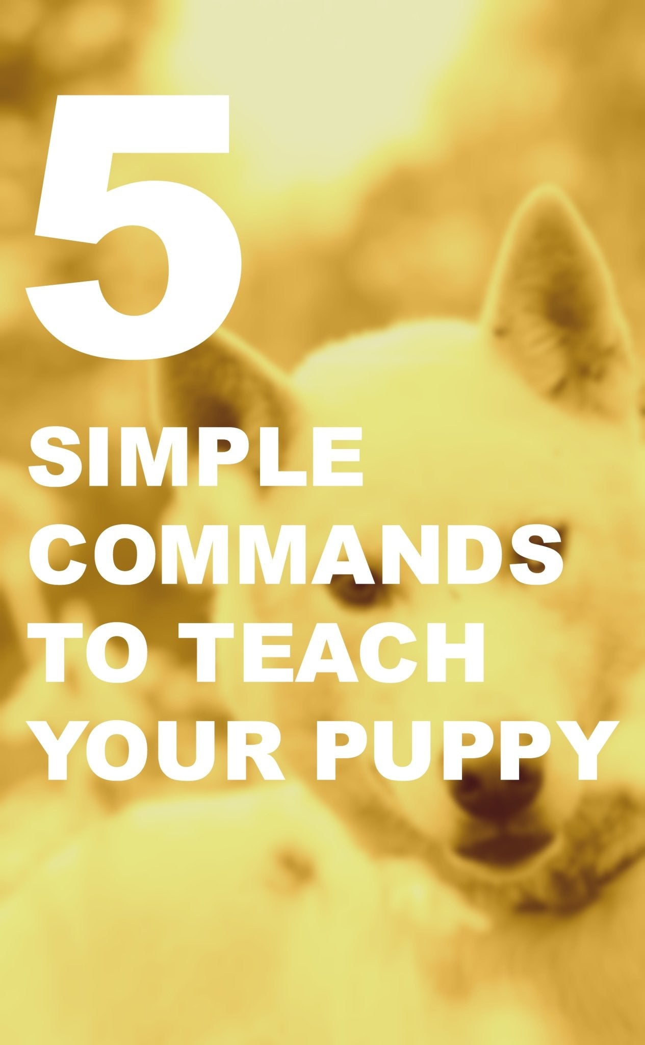 5 Simple Commands to Teach Your Puppy - Woolly Wolf