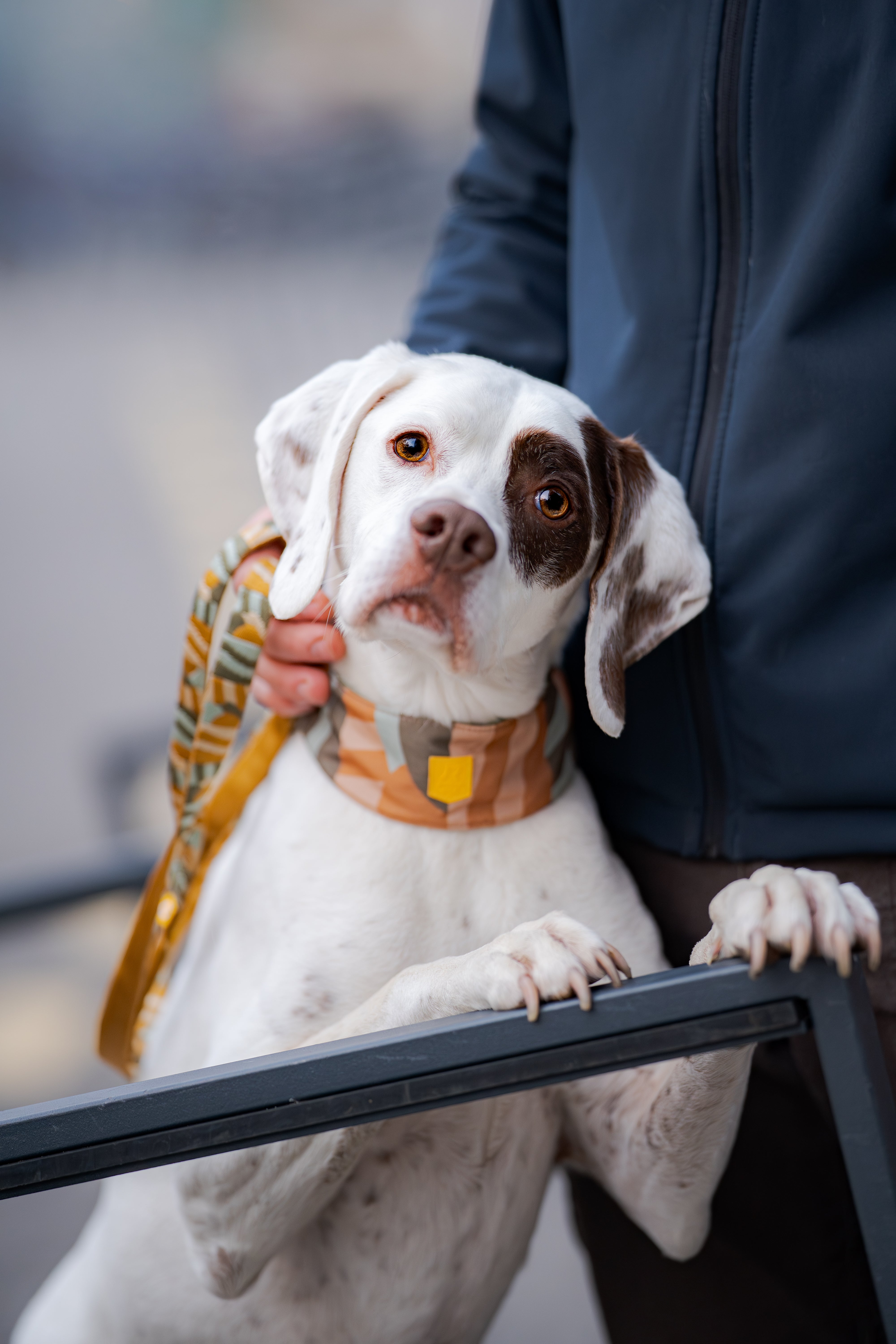 White dog with brown spots wearing a blue and brown collar, sitting outdoors with blurred autumn trees behind.