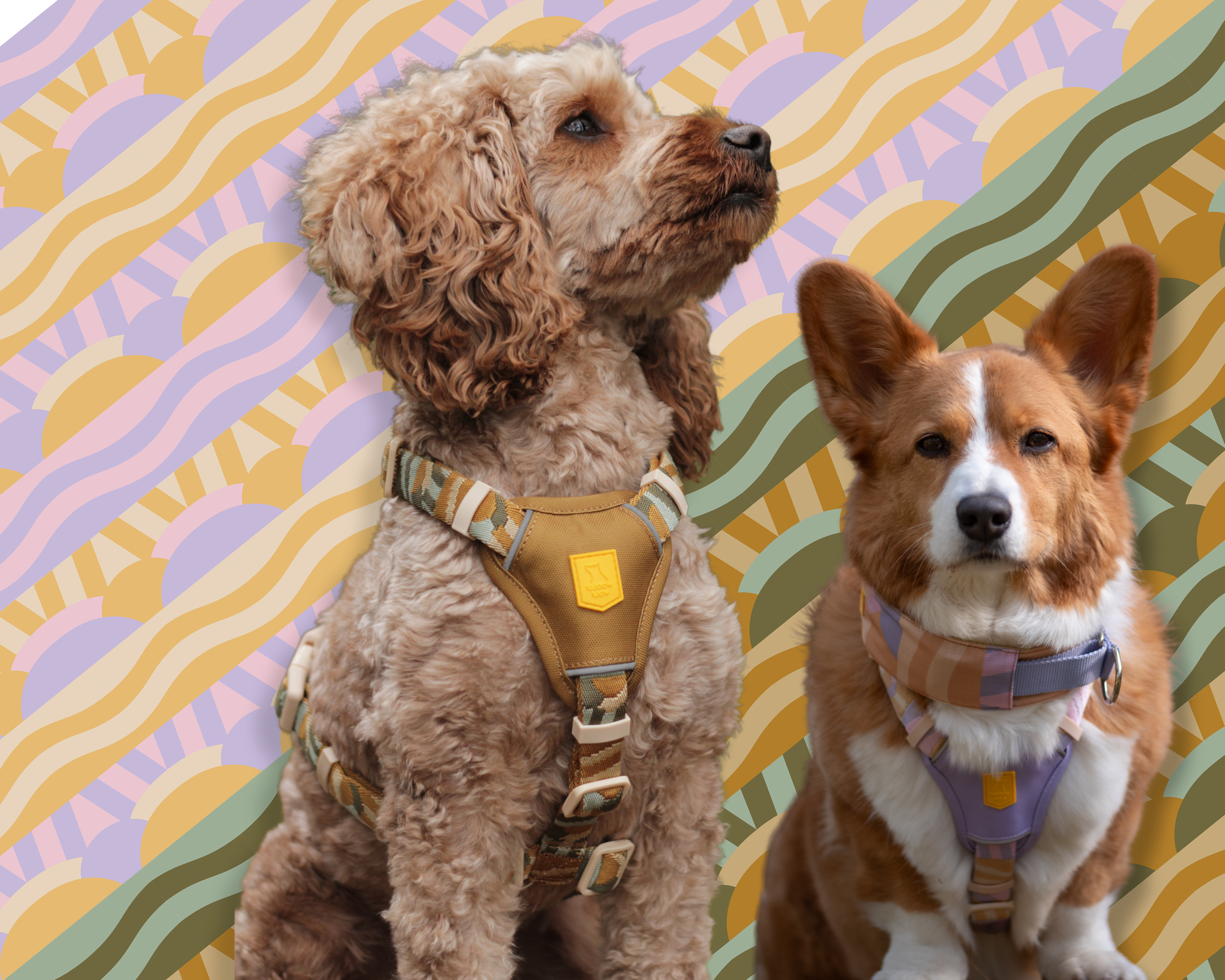 A Dalmatian dog wearing a blue harness stands on red dirt with green trees in the background.