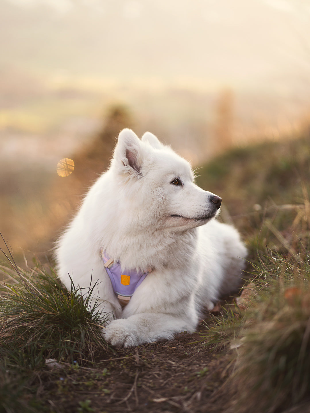 Brown and white dog wearing a harness sits on a wooden beam, looking forward with its tongue out.