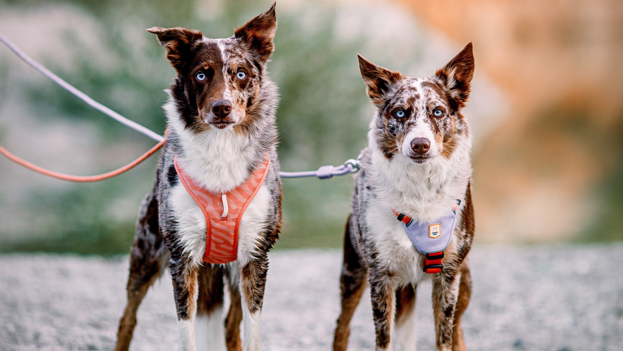 Two dogs with blue eyes and colorful harnesses stand on leashes, looking directly at the camera.