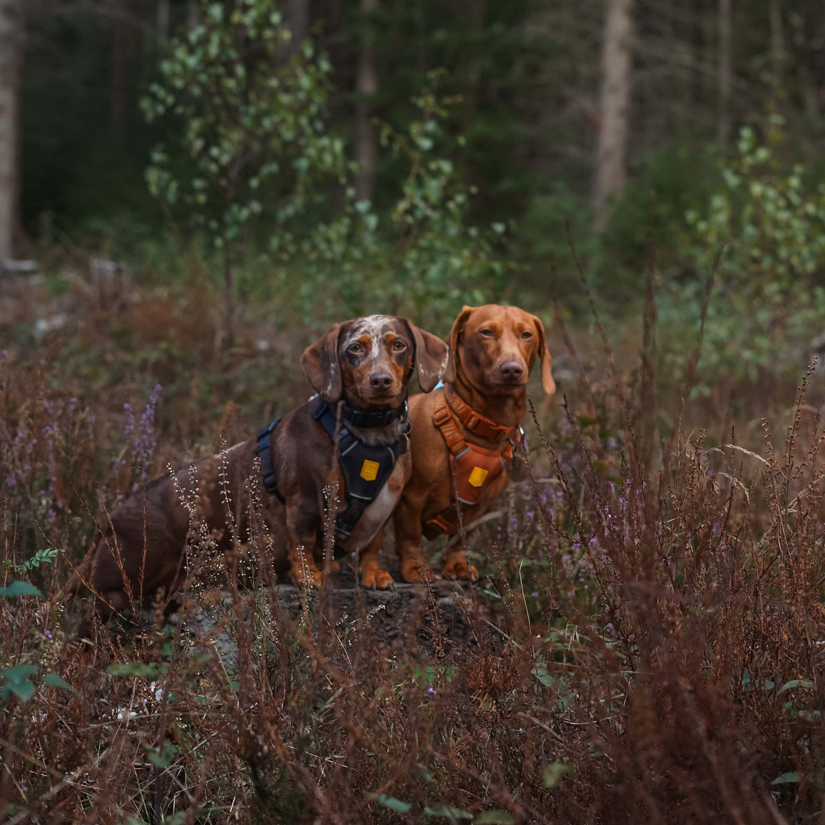Two dachshunds wearing harnesses stand together in a wooded area.