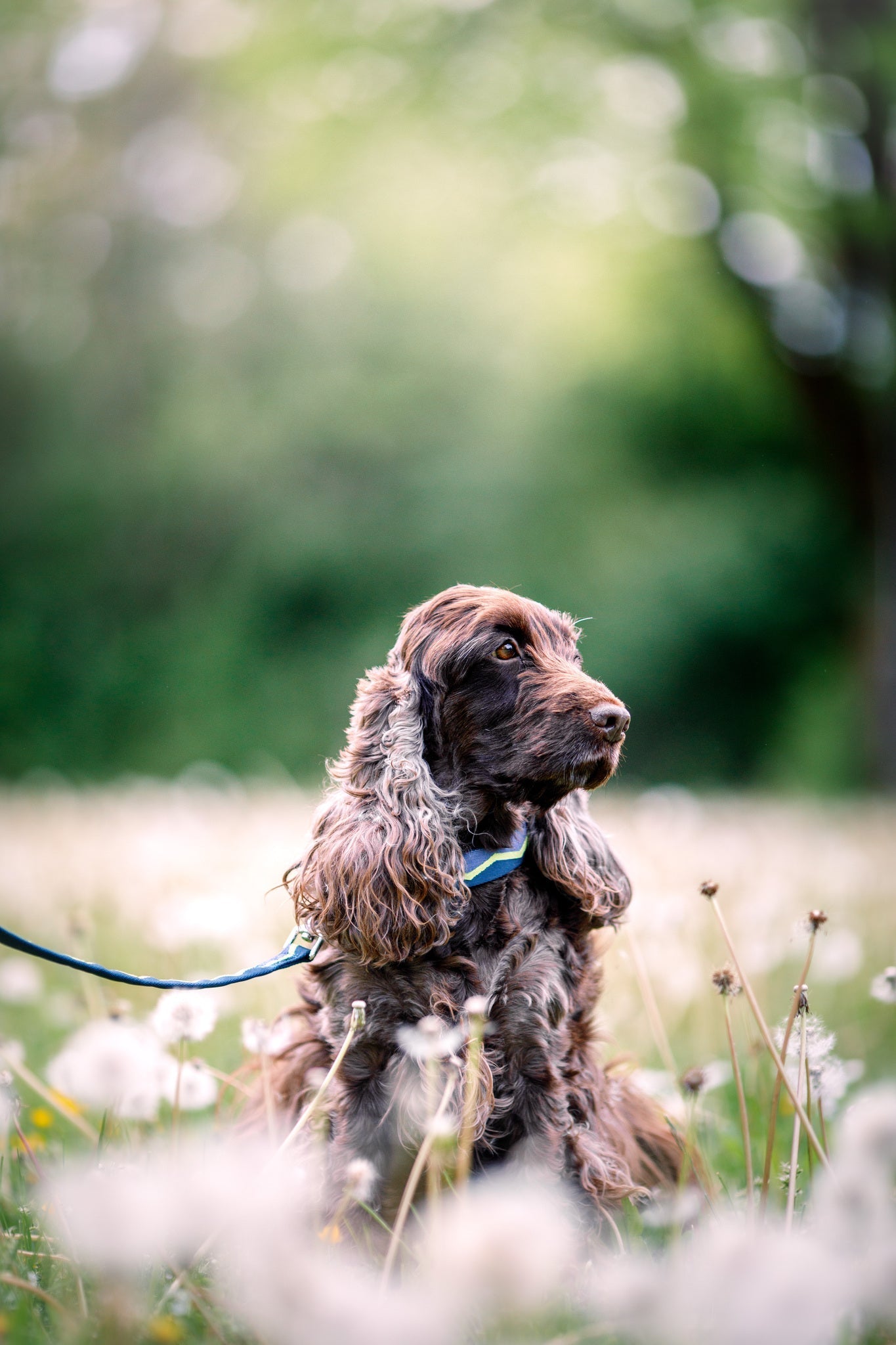 A brown, long-eared dog sits on a leash in a field of dandelions with a blurred green background.