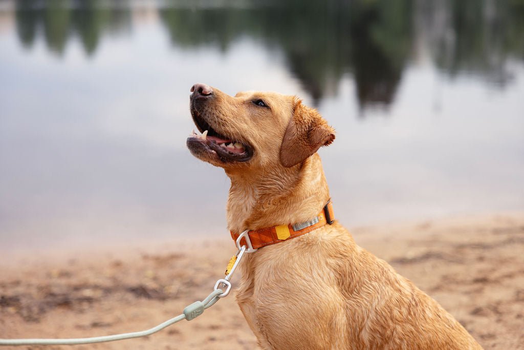 Wet yellow labrador retriever on a leash sits by a lakeshore, looking up with mouth slightly open.