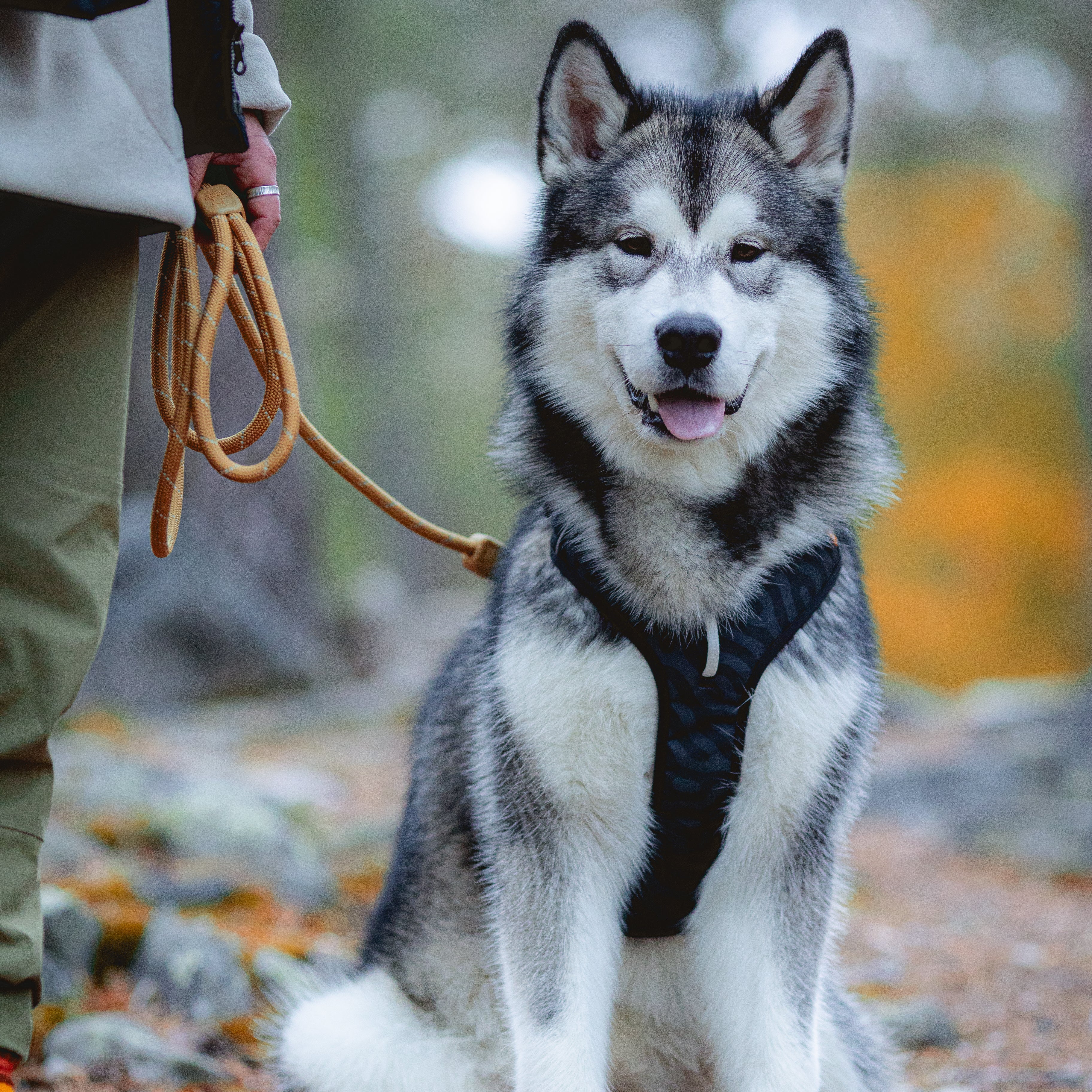 A large, fluffy Husky dog on a leash sits outdoors on a rocky forest path beside its owner.