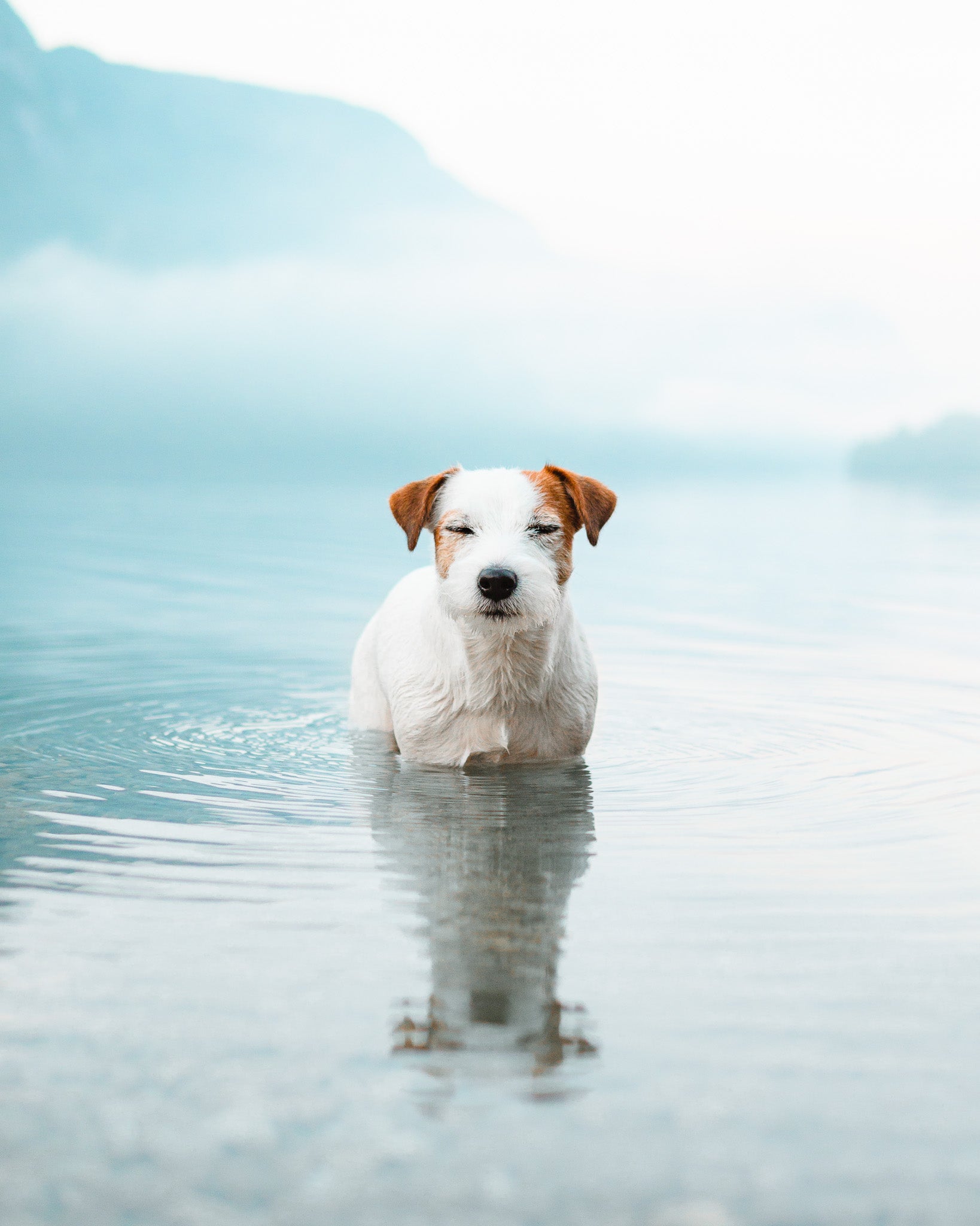 A small white and brown dog stands in shallow water with calm ripples, surrounded by a misty, serene landscape of mountains and pale blue sky in the background.