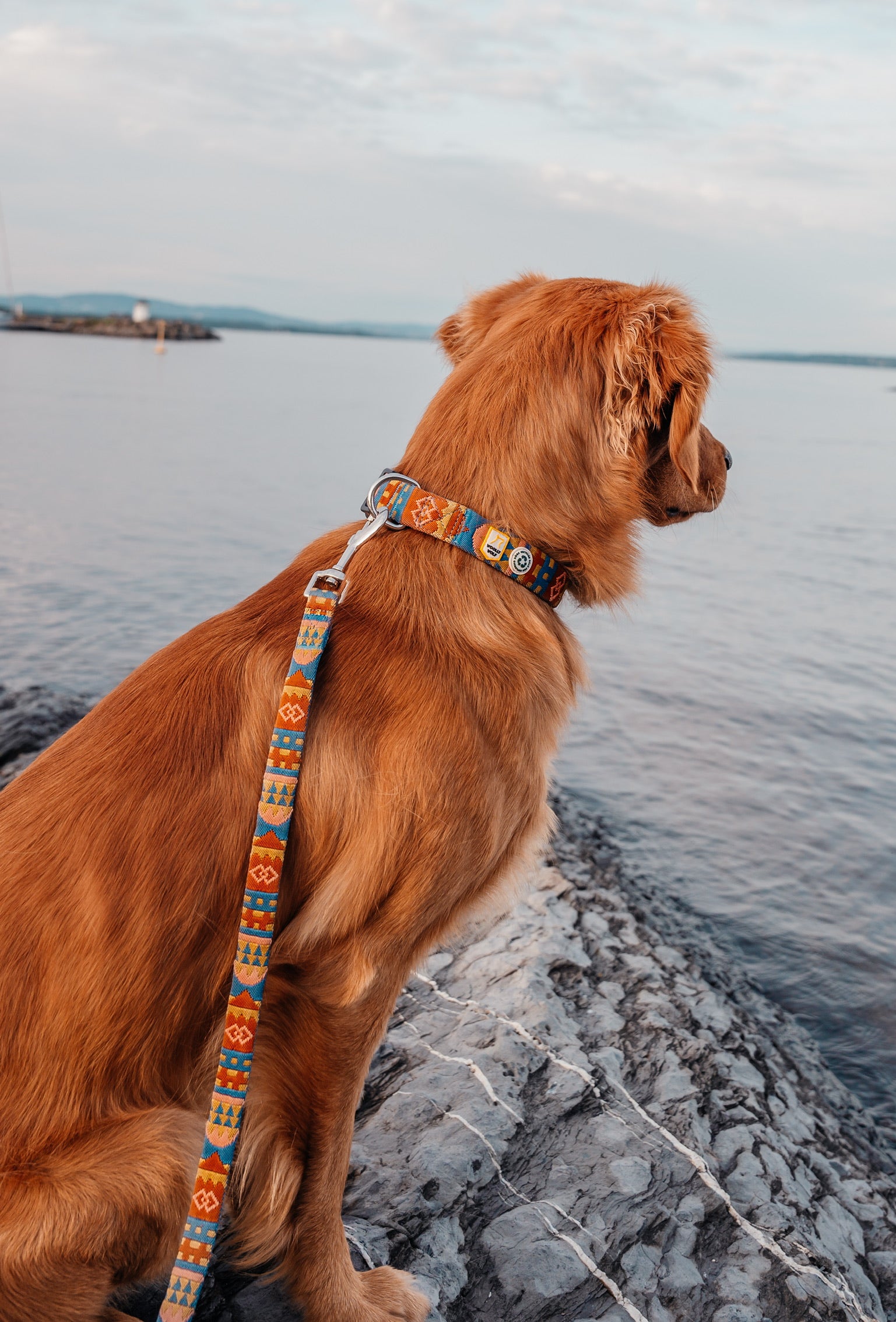 Golden retriever wearing a colorful leash sits on rocks by the water, looking out over the lake.