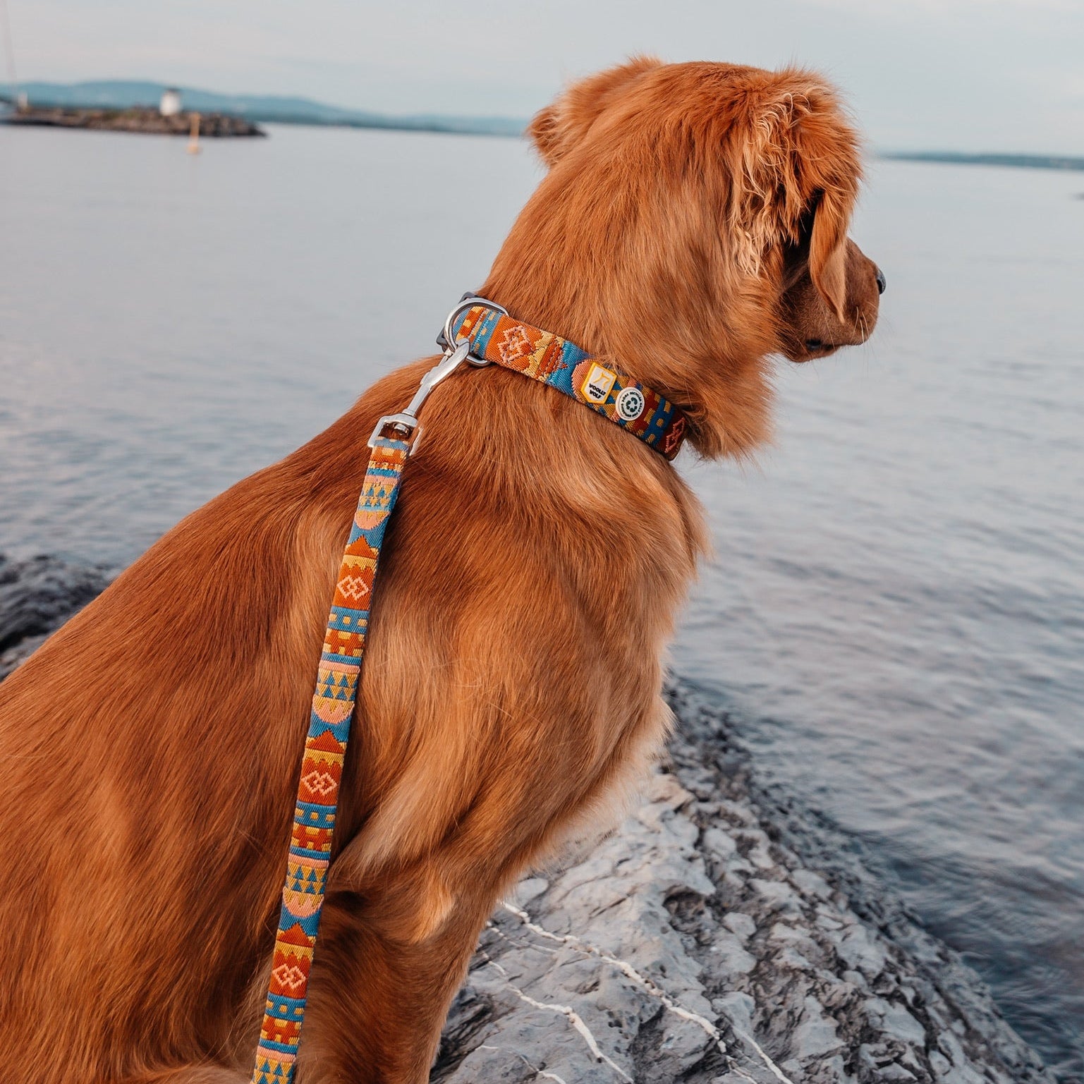 Golden retriever wearing a colorful leash sits on rocks by the water, looking out over the lake.