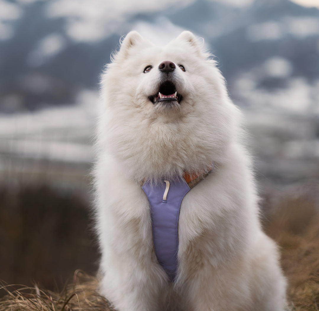 Woolly Wolf