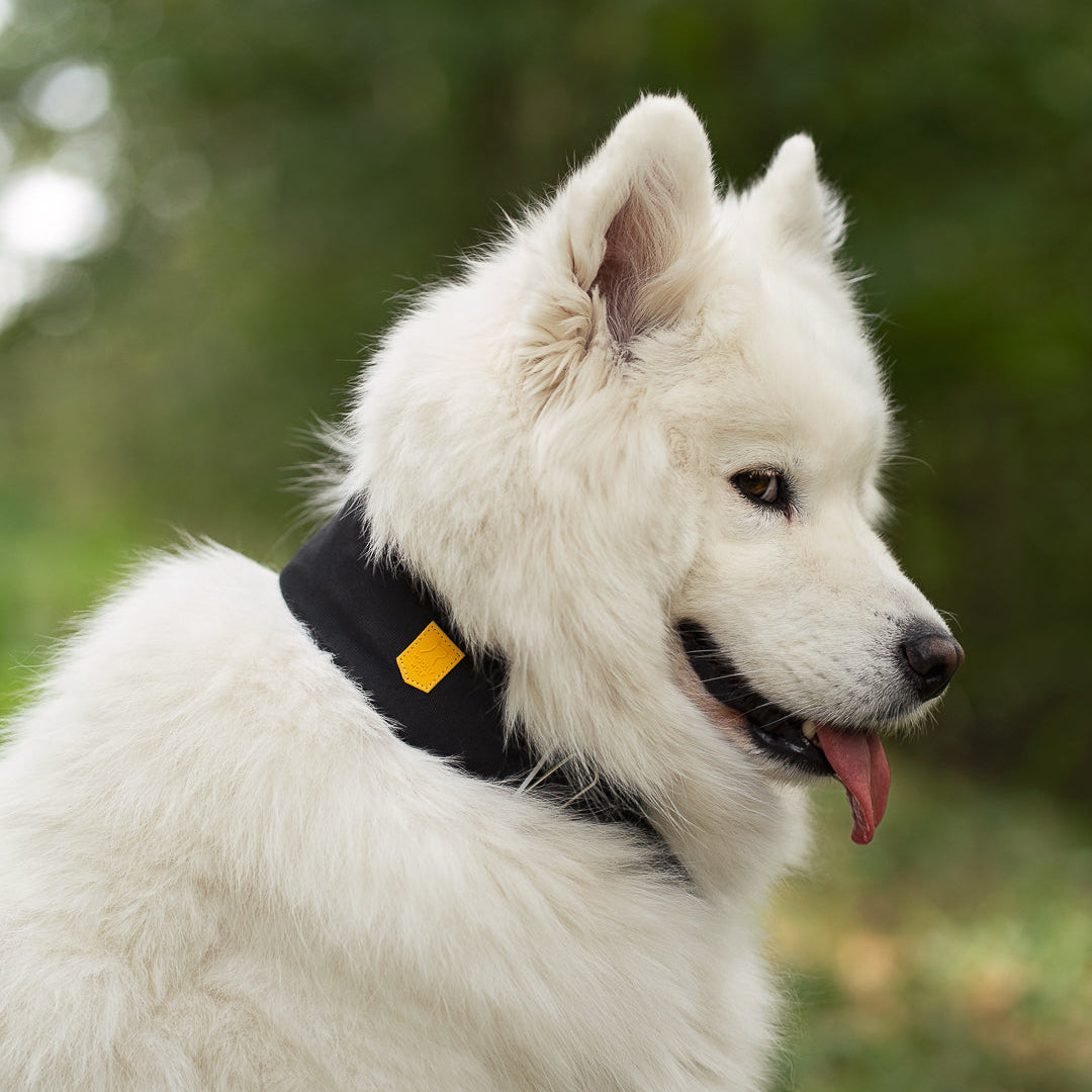 A white Samoyed dog wearing a black collar with a small yellow tag.