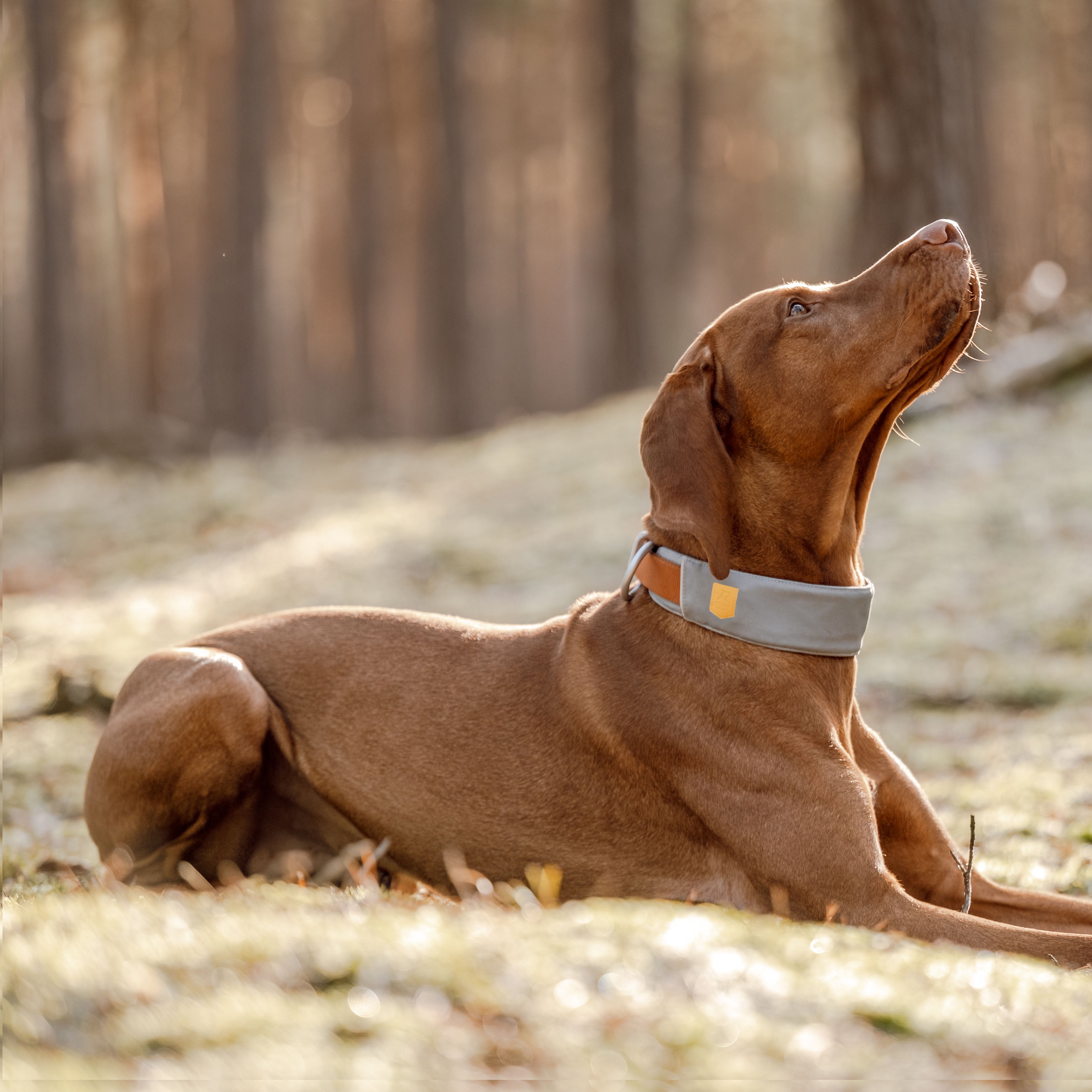 A brown dog with a gray collar lies on the ground in a sunlit forest, looking upwards.