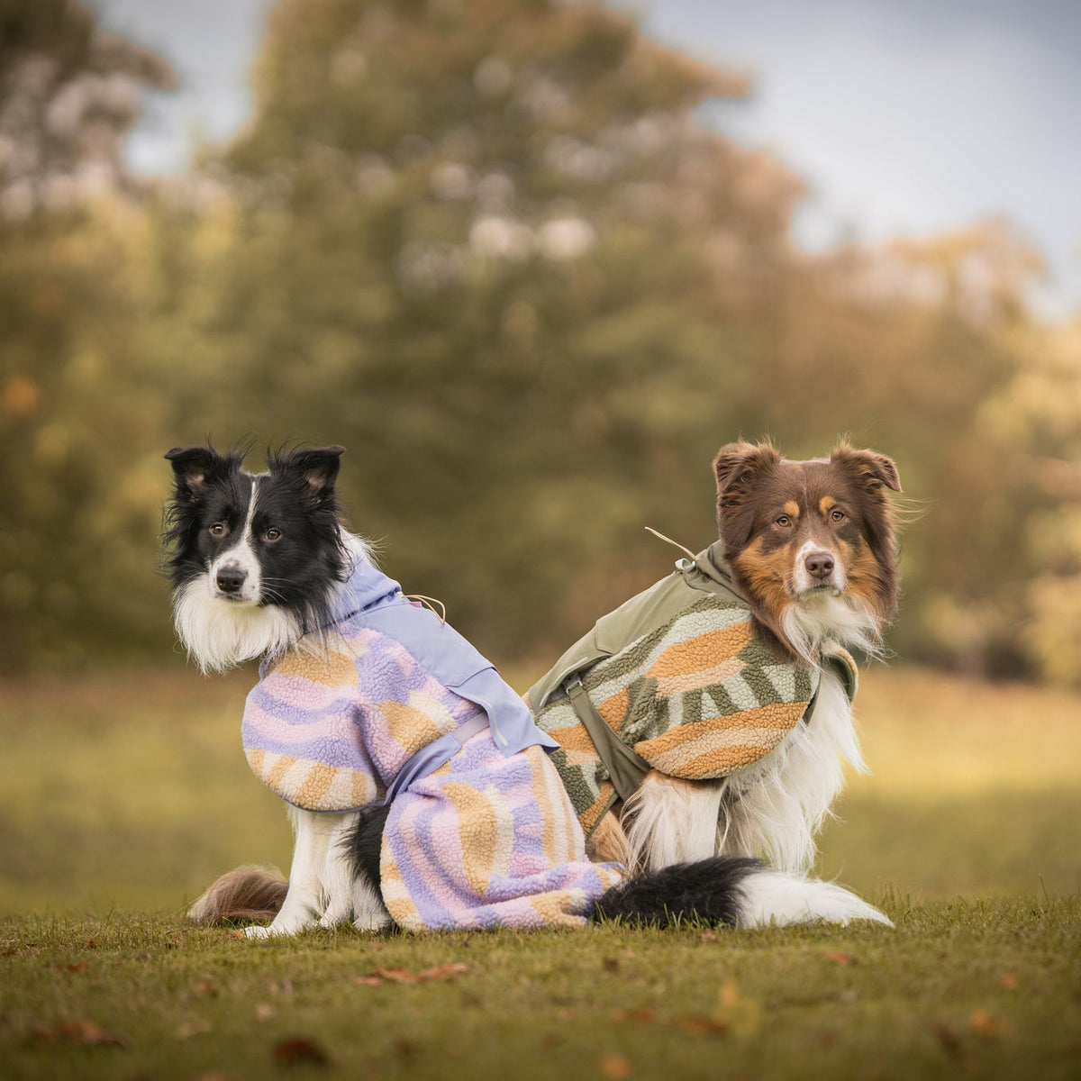 Two dogs sit on grass wearing colorful jackets, with trees and soft sunlight in the background.