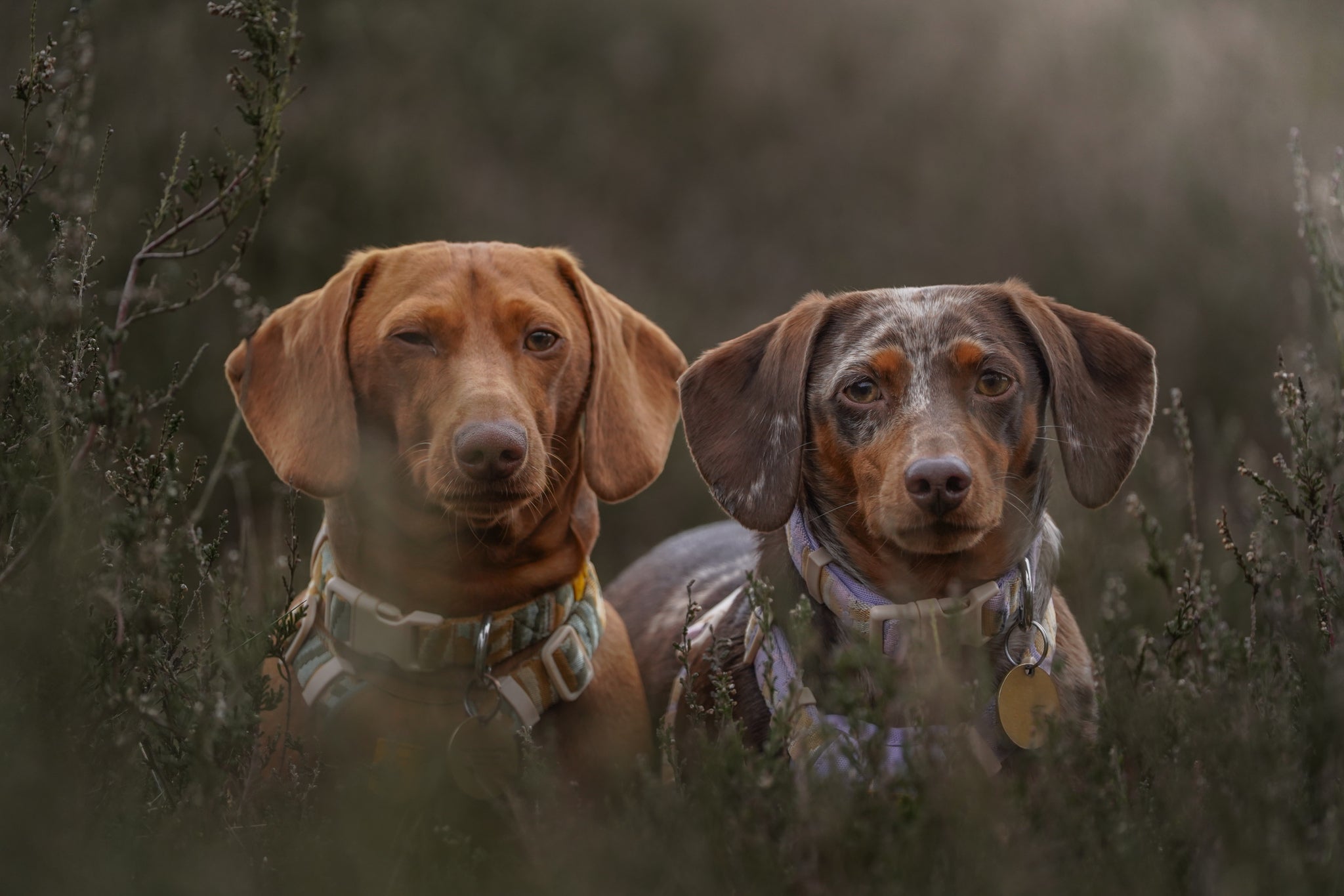 Two Dachshund dogs sit in tall grass, one winking and the other looking forward, both wearing collars.