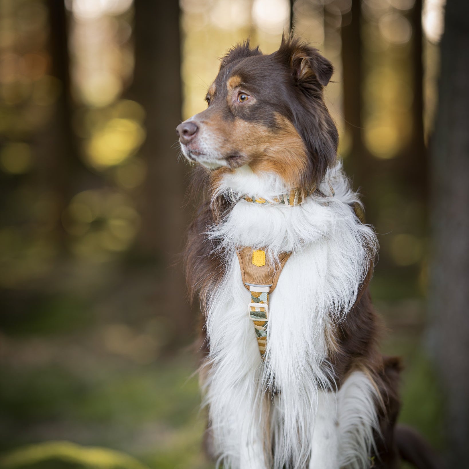 Brown and white dog with a harness sits on a mossy rock in a sunlit forest, looking to the side.