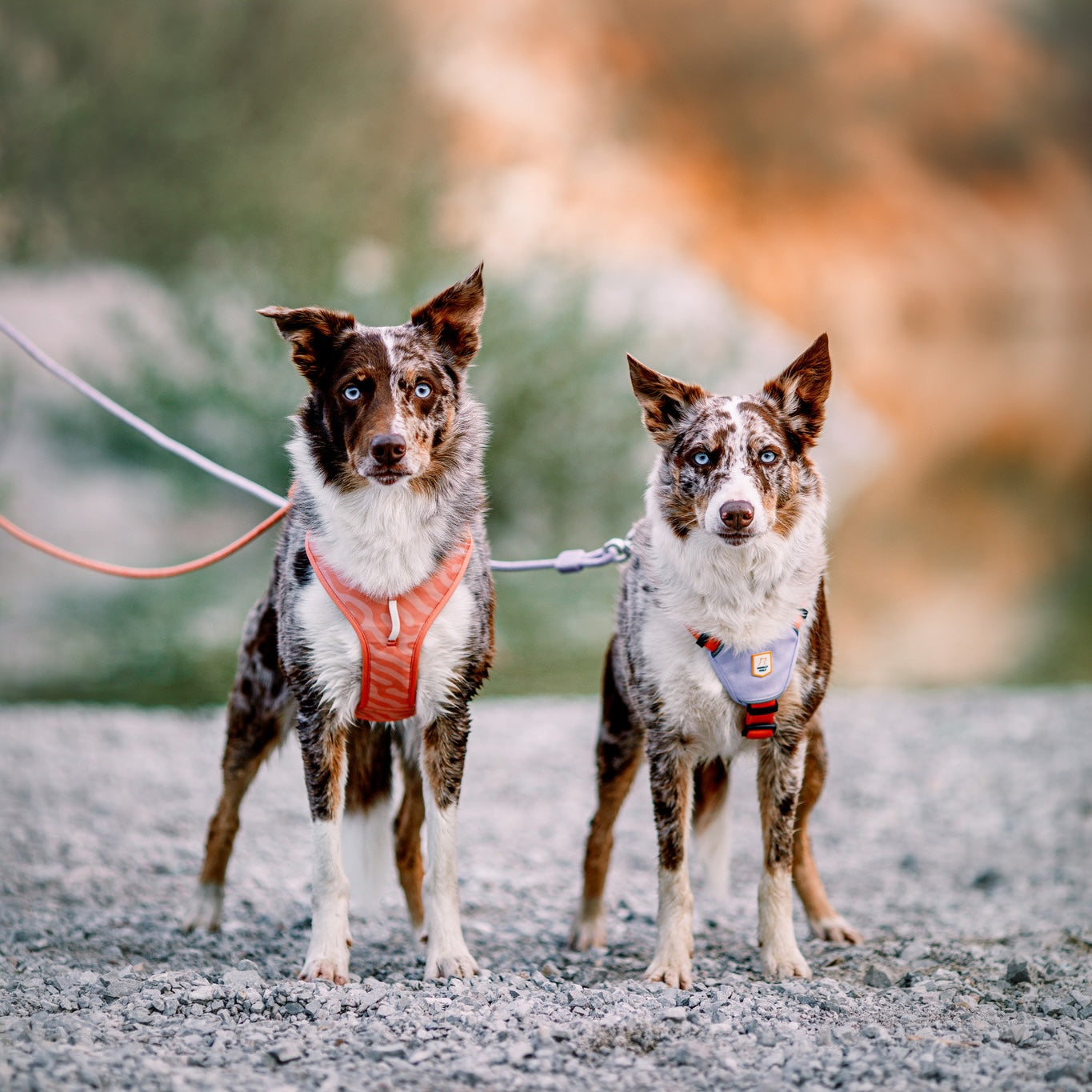 Two brown and white dogs wearing harnesses stand on gravel, looking at the camera with leashes attached.