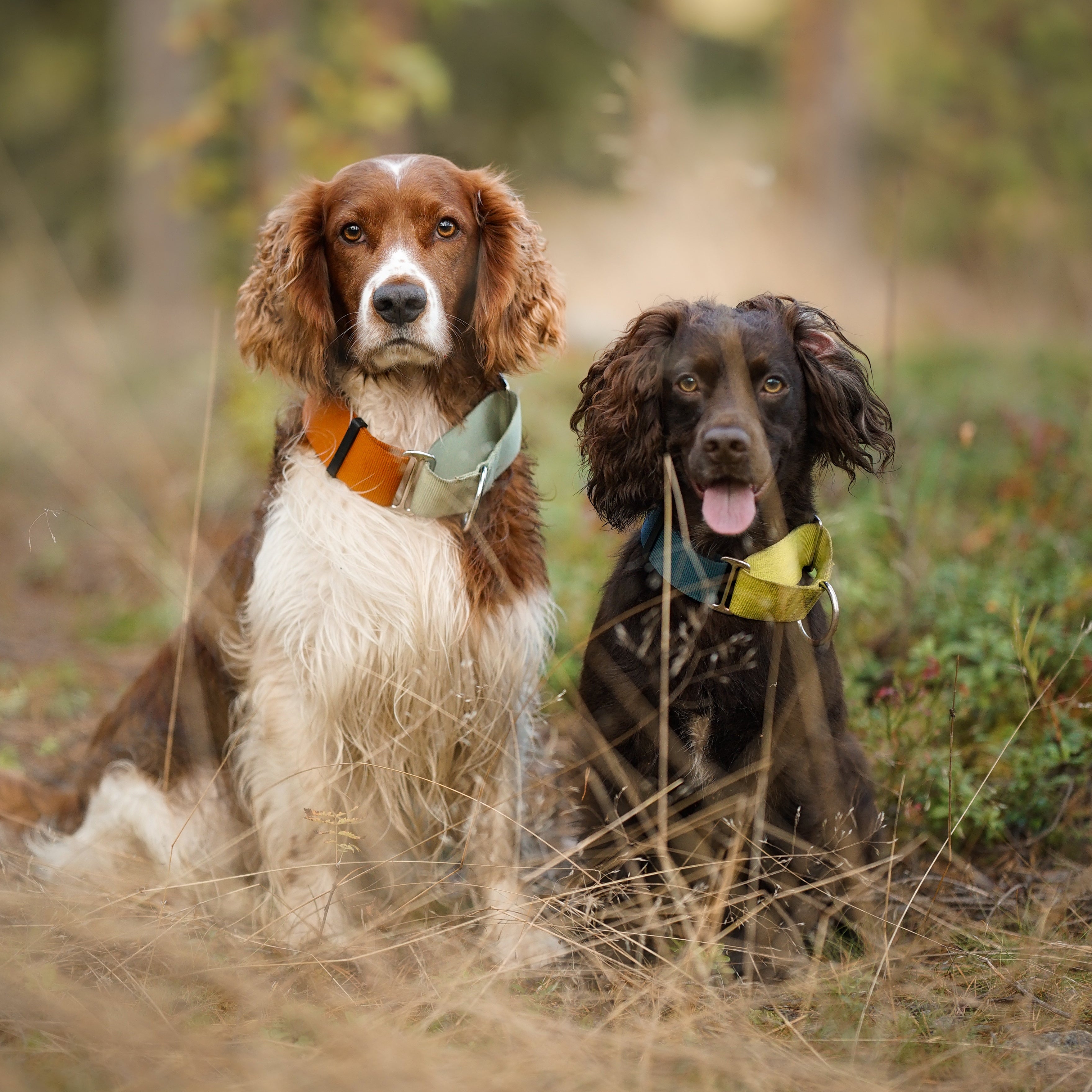 Two spaniel dogs with colorful collars sit on grass in a forest, looking toward the camera.