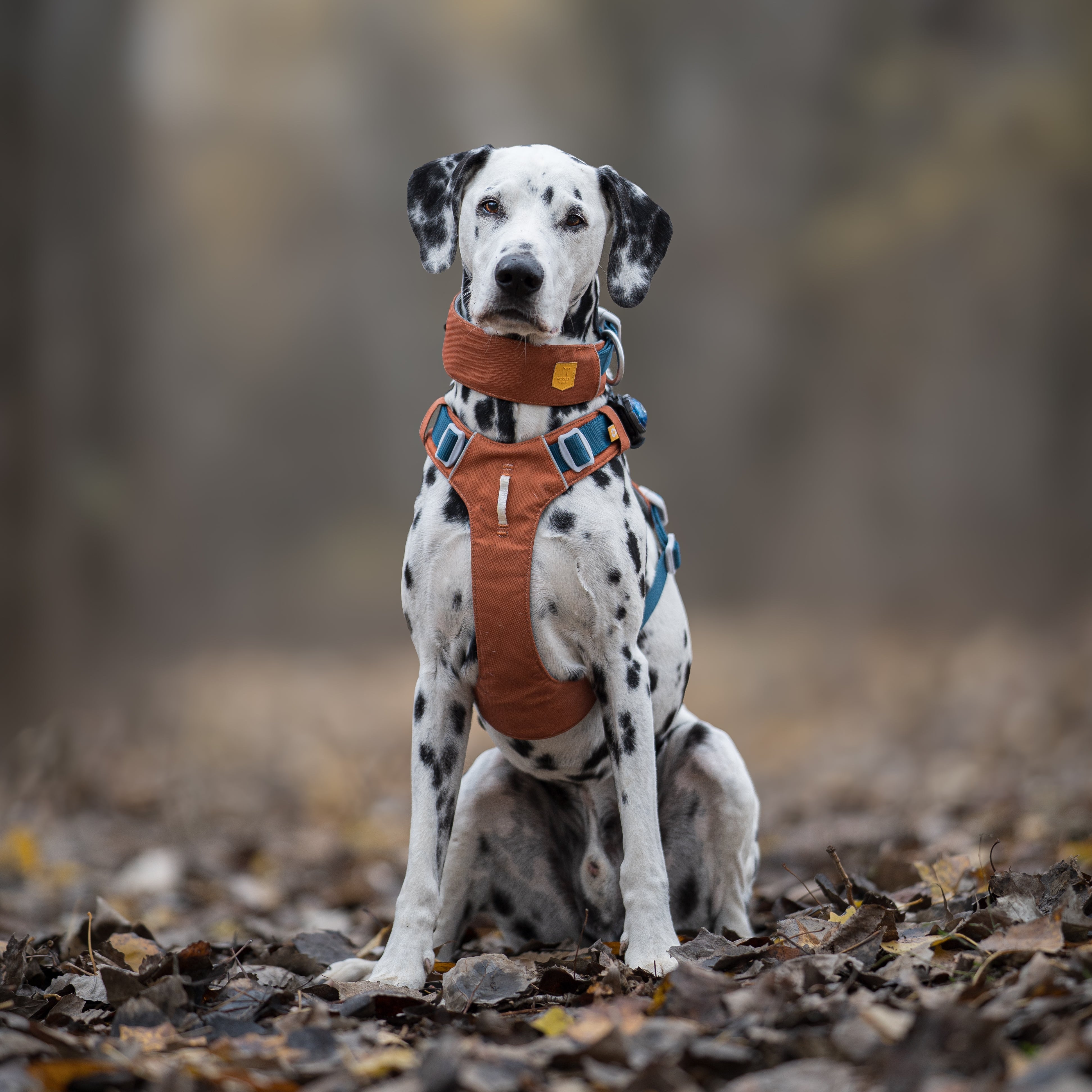Dalmatian dog wearing an orange harness sitting on fallen leaves in a blurred autumn forest.