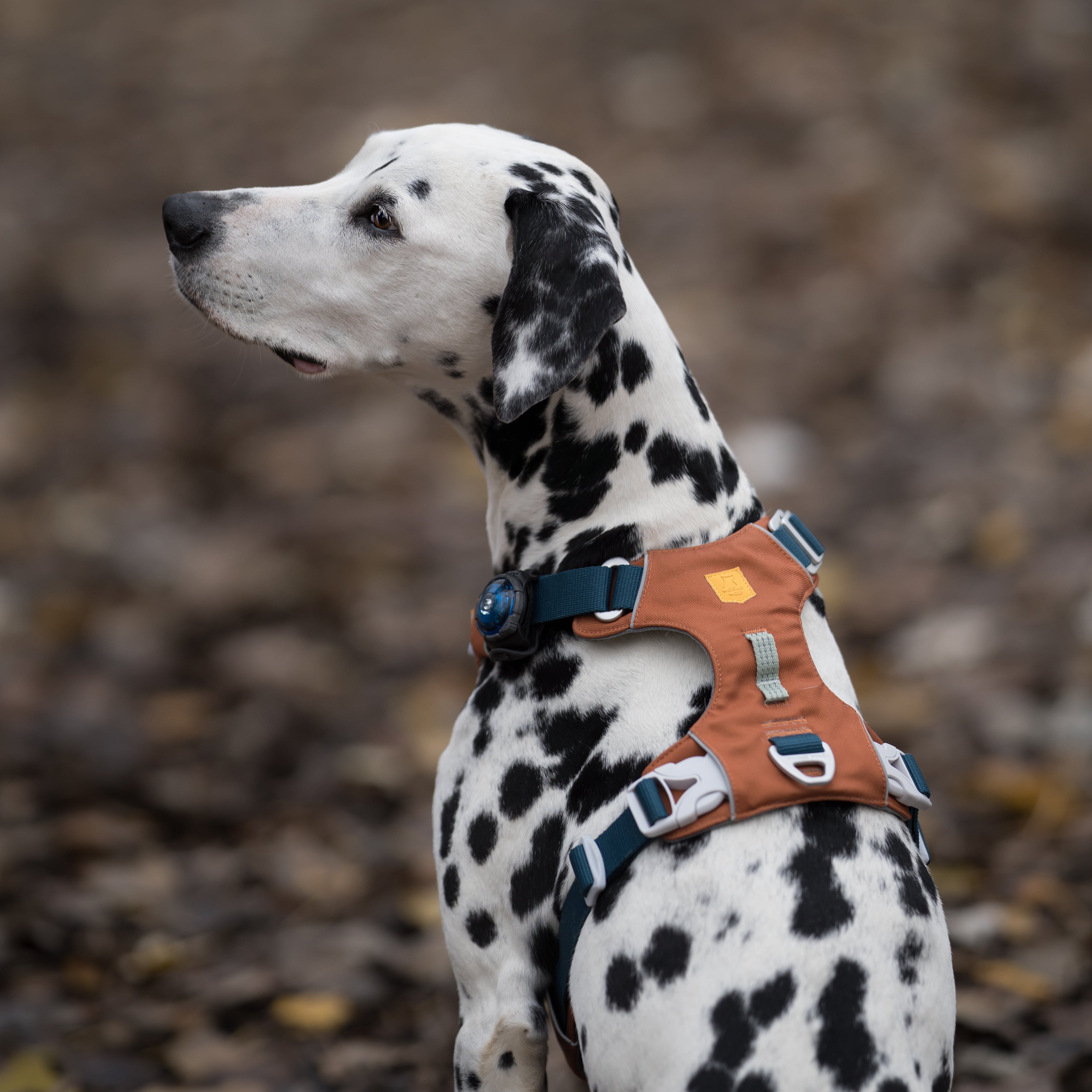Dalmatian wearing an orange harness sits outdoors on a ground covered with brown fallen leaves.