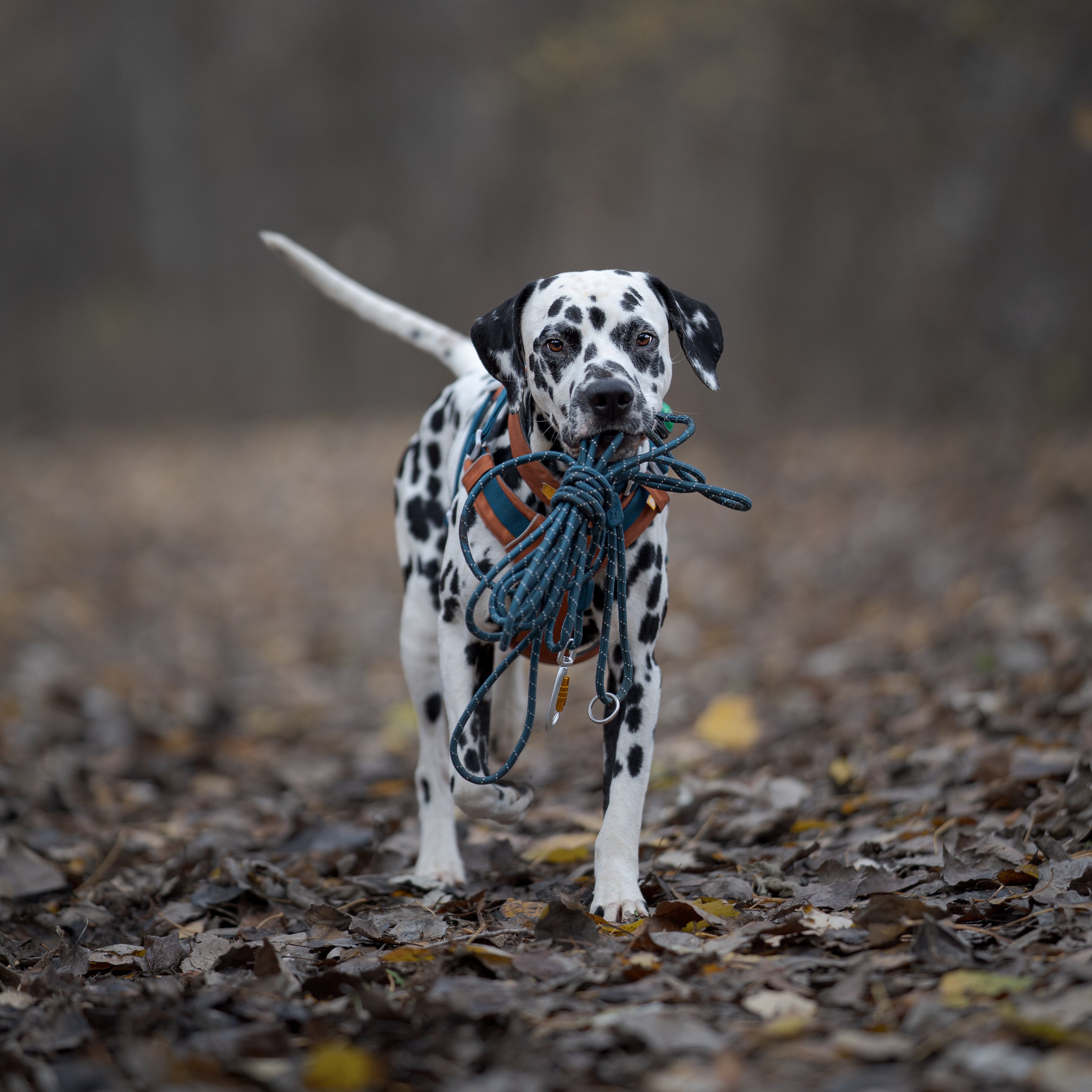 Dalmatian dog standing on a leaf-covered path, holding a blue leash in its mouth, in a forest setting.