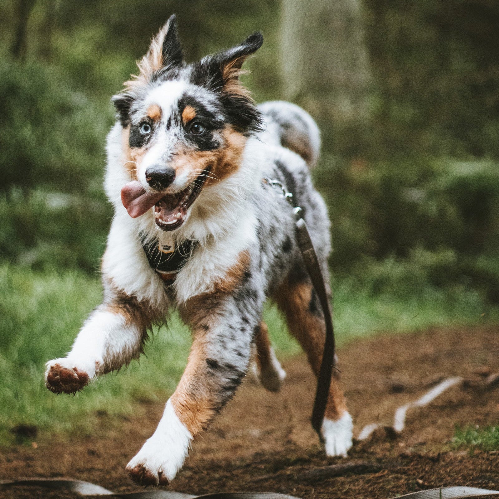 A playful, blue merle Australian Shepherd dog runs outdoors on a dirt path with its tongue out.