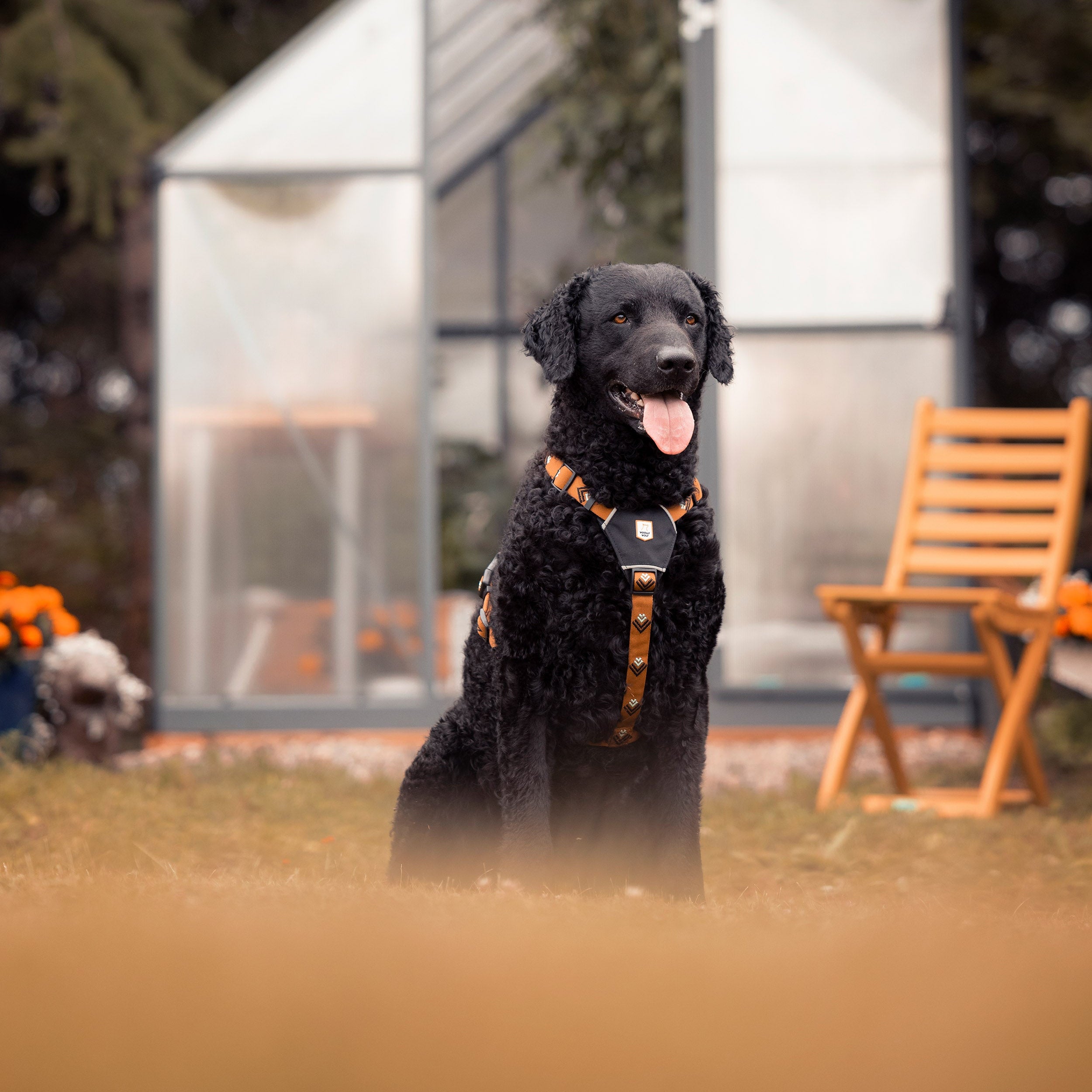 A black curly-haired dog with a harness sits on grass in front of a glass greenhouse and wooden chair.