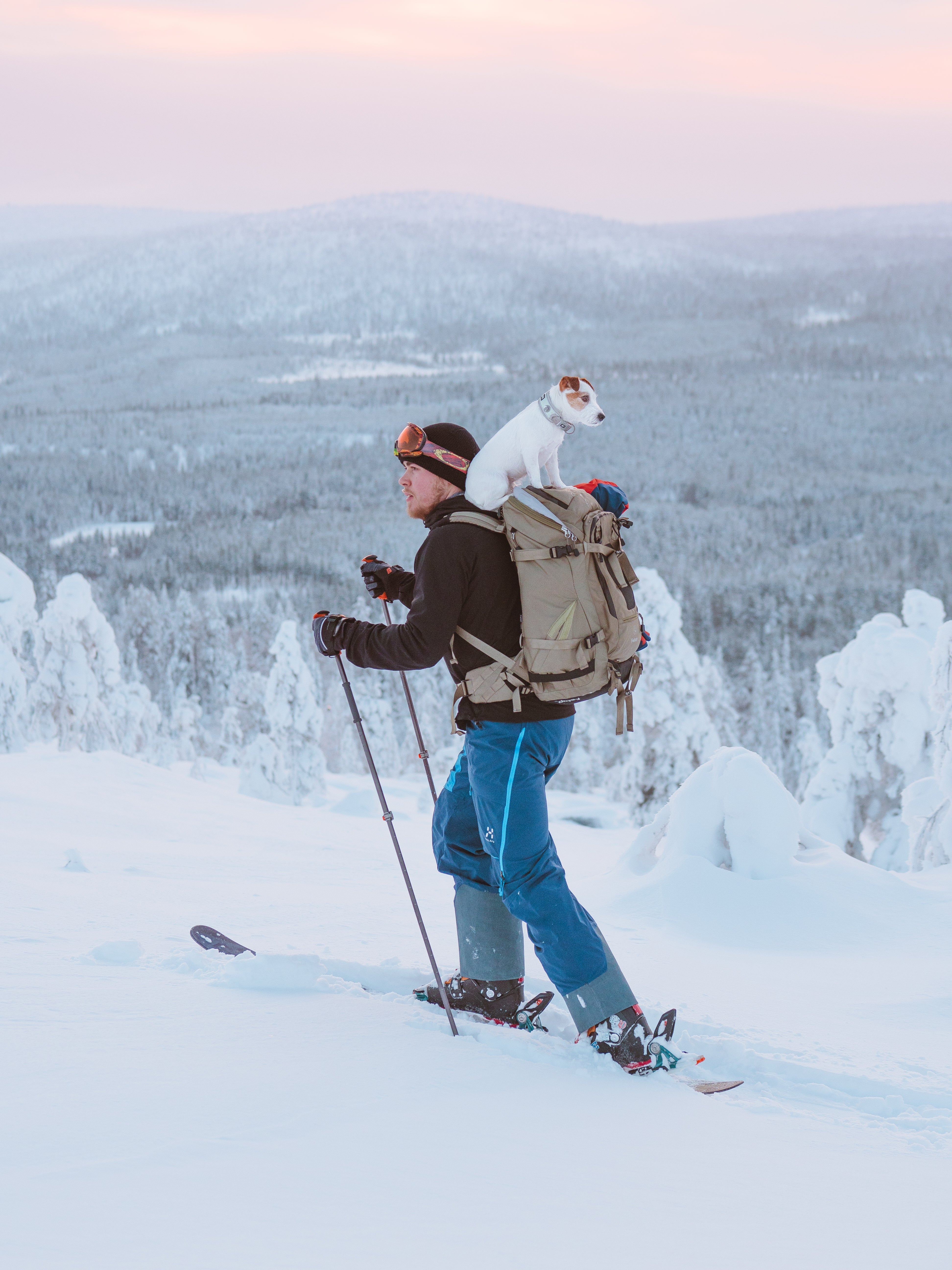 A skier ascends a snowy hill with a small dog sitting in a backpack, snowy trees in the background.