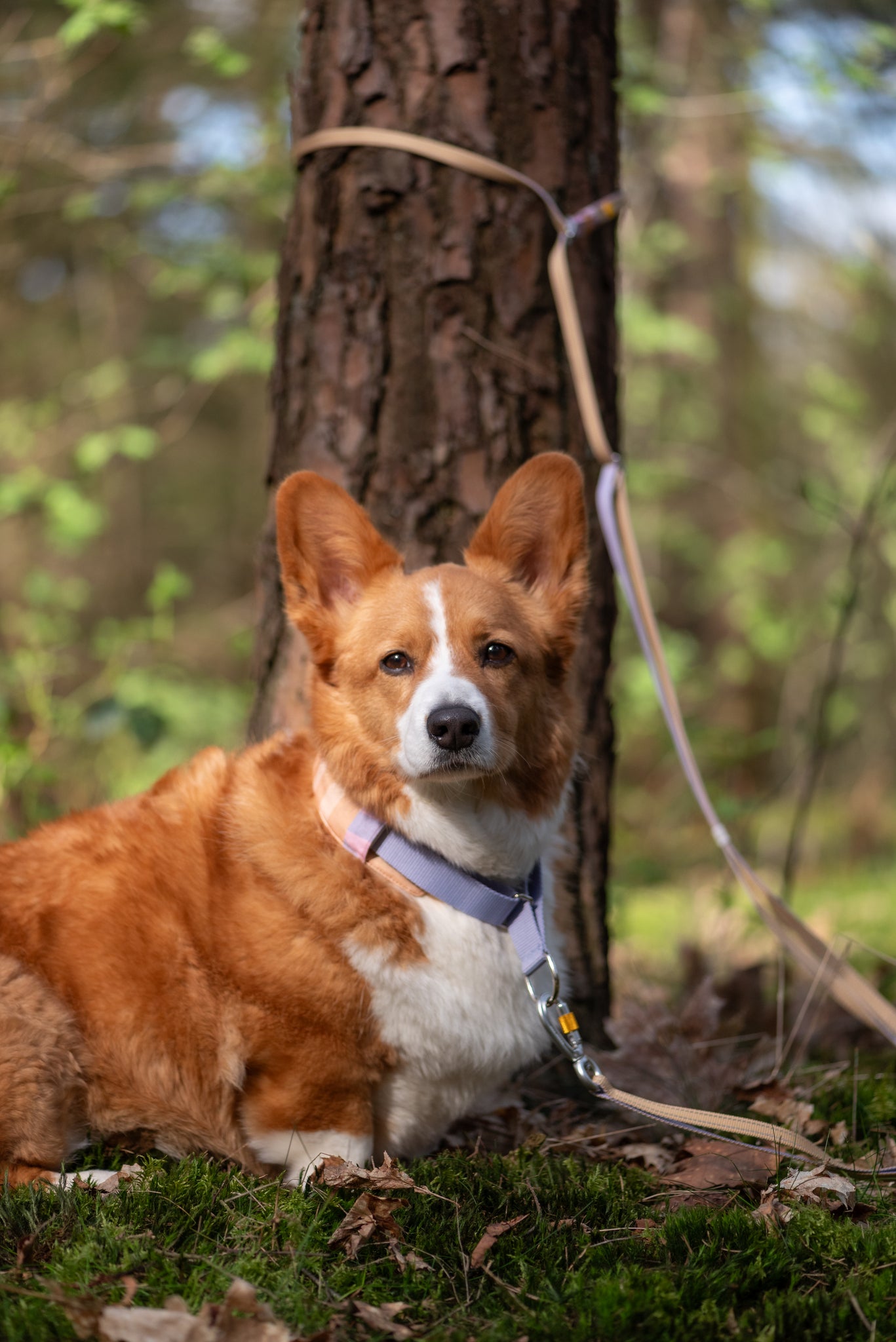 Woolly Wolf