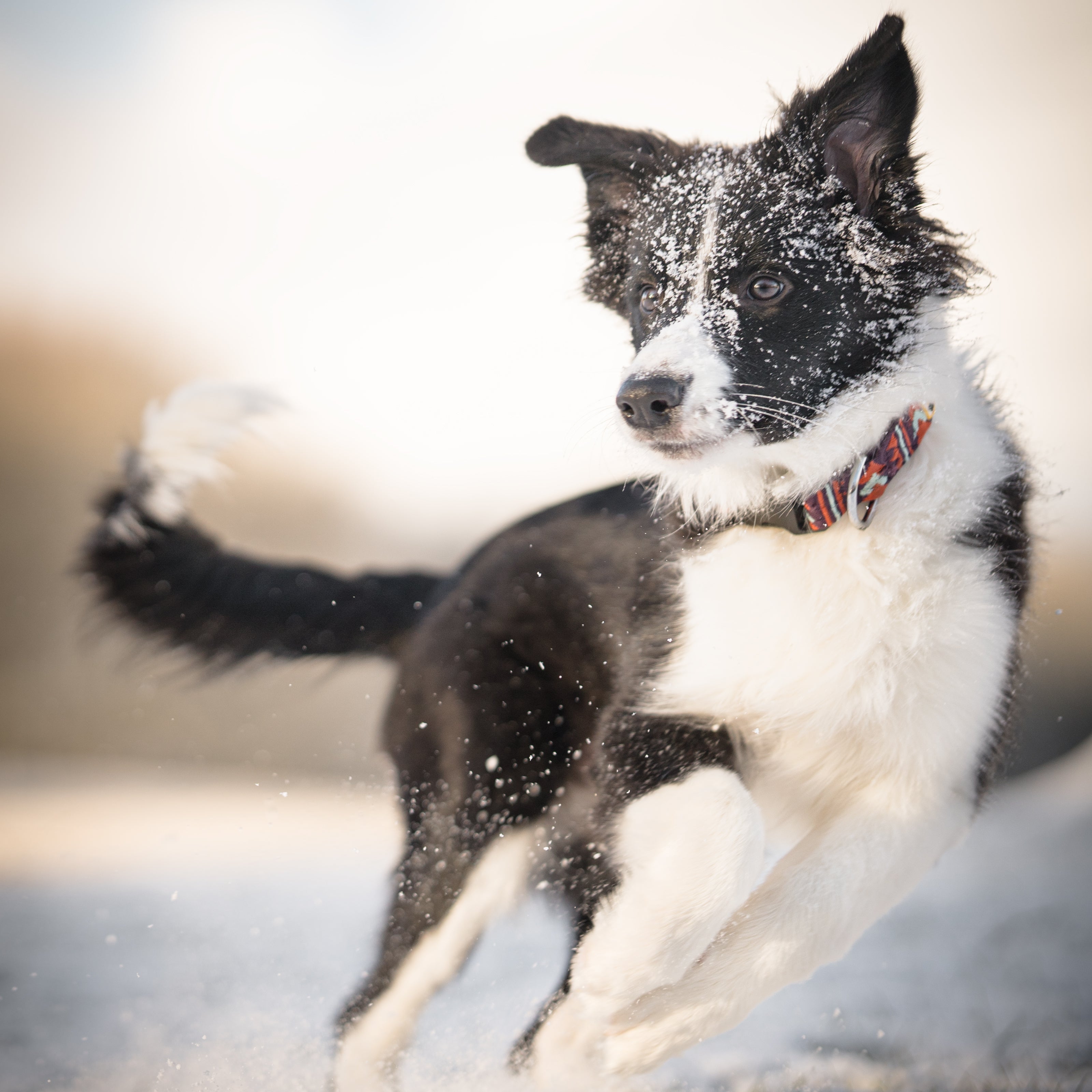 Black and white dog with a red collar running energetically in the snow, snowflakes flying around.
