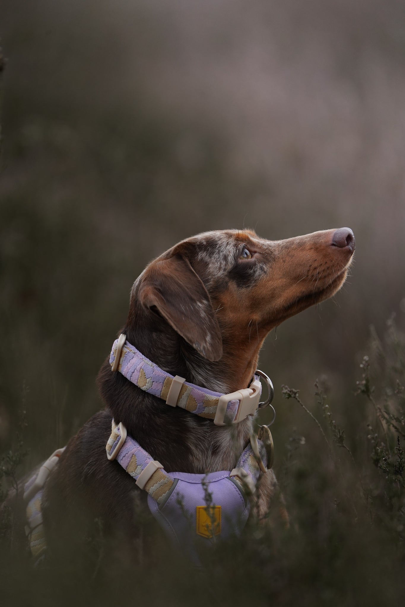 A dachshund wearing a pastel harness looks upward while sitting in tall grass outdoors.