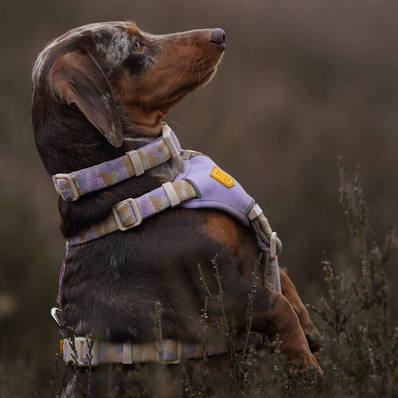 Dachshund wearing a purple harness stands upright in a grassy field, looking alert.