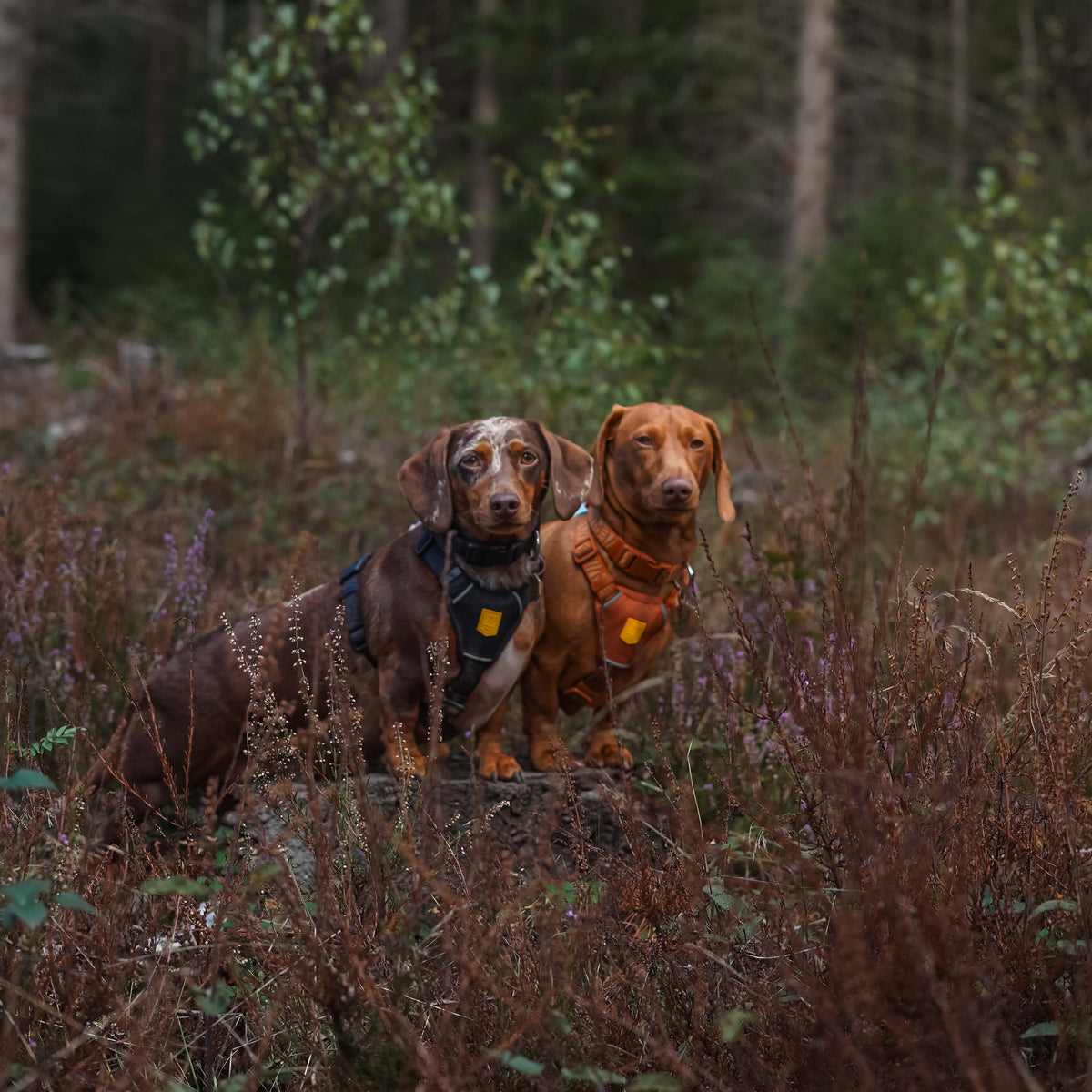Two dachshunds wearing harnesses stand together in a wooded area.