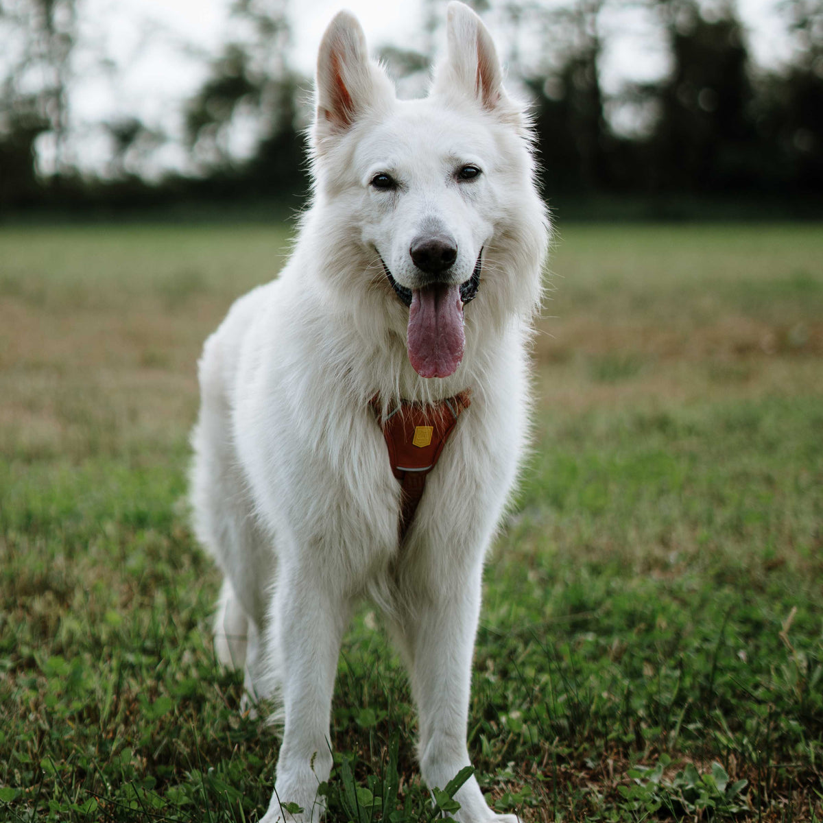 A white dog with a harness standing in a grassy field with its tongue hanging out.