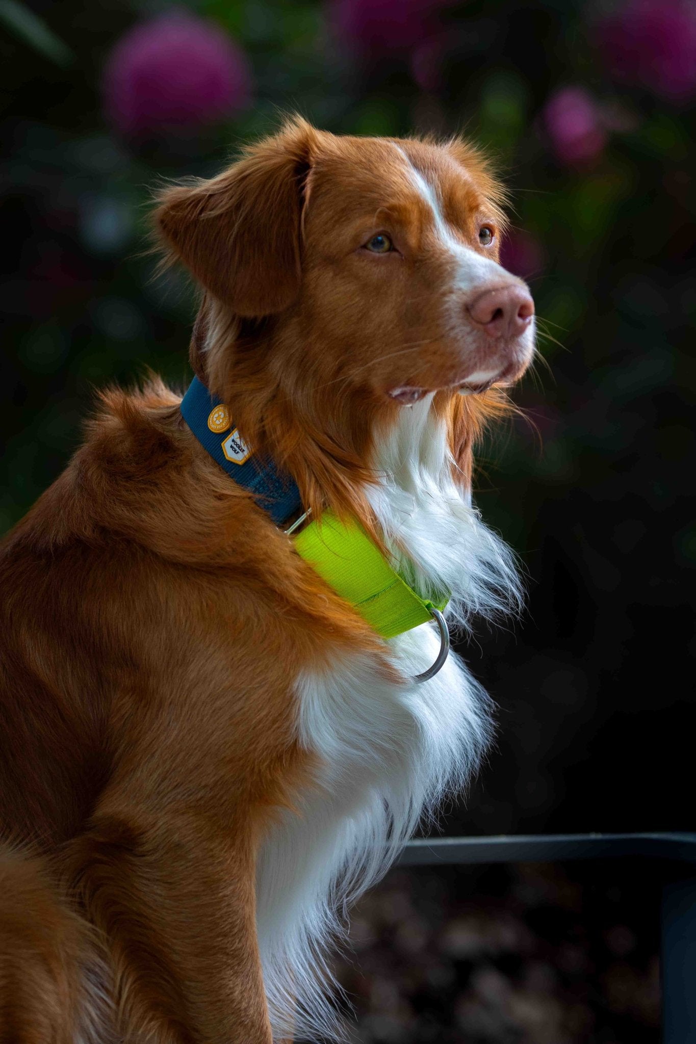 A brown and white dog with a fluffy coat wears the Color Block Martingale Dog Collar in Deep Teal while sitting outdoors, looking to the side. The background is blurred with touches of pink flowers and greenery.