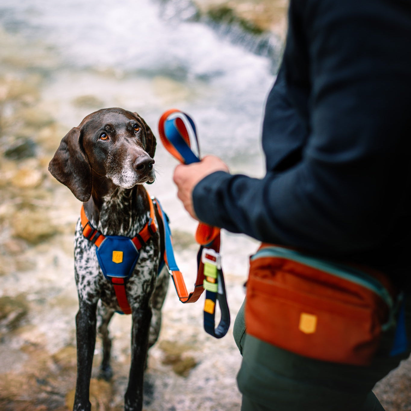 A person stands by a rocky stream holding the Color Block Multi-Use Dog Leash Lime Mix, attached to a brown and white dog in a harness. The attentive dog looks up at the person.