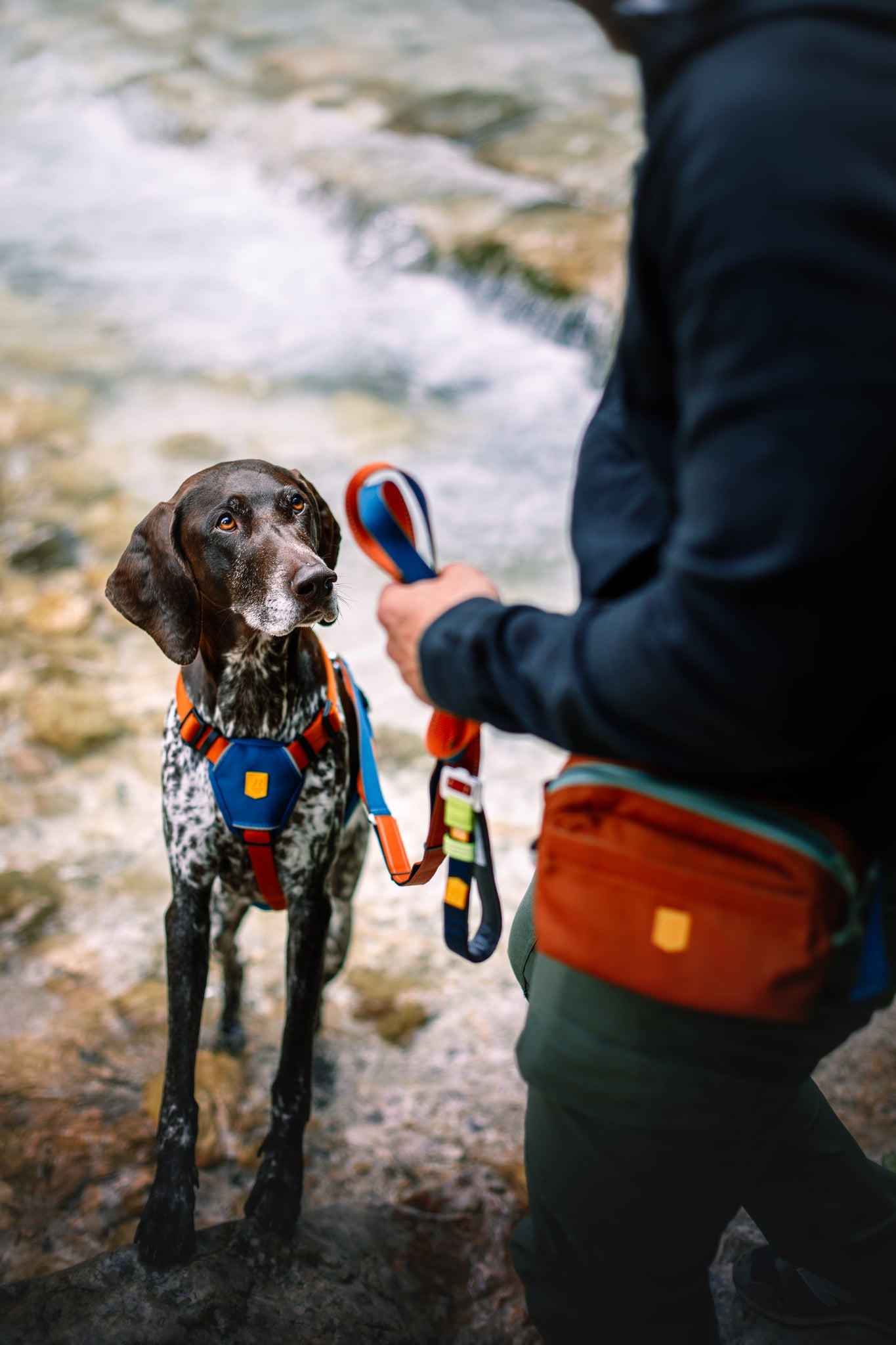 A person stands by a rocky stream holding the Color Block Multi-Use Dog Leash Lime Mix, attached to a brown and white dog in a harness. The attentive dog looks up at the person.