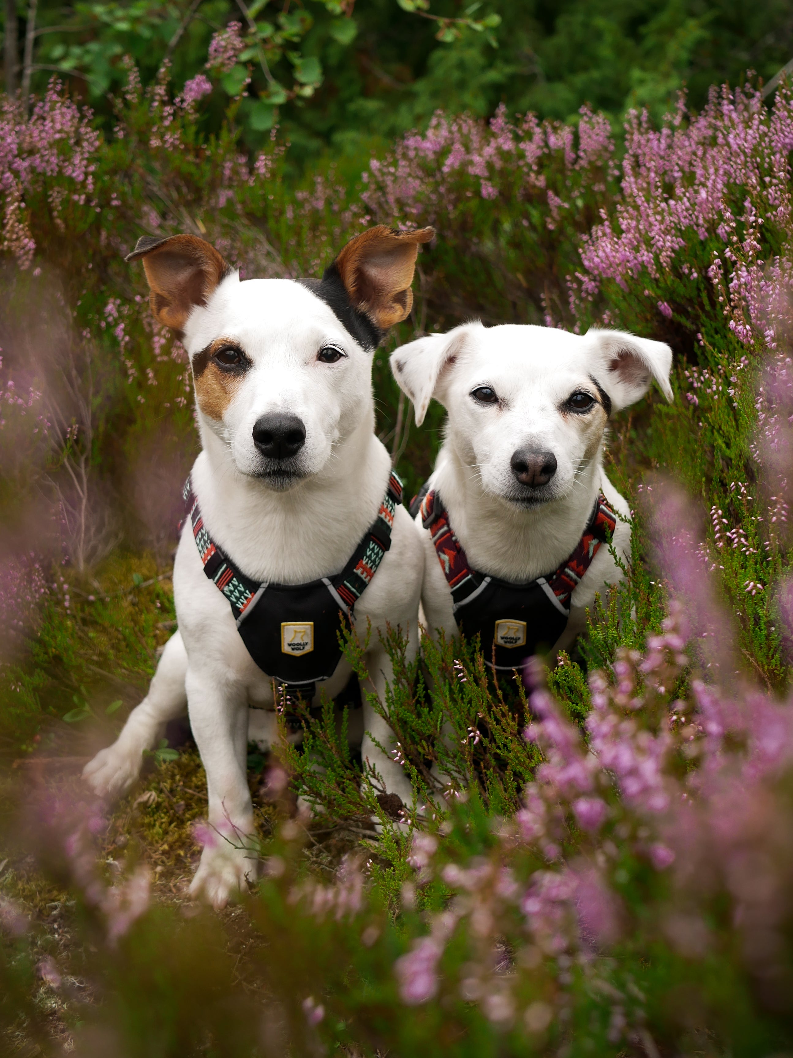 Two small white dogs with harnesses sit among pink and green flowering plants outdoors.