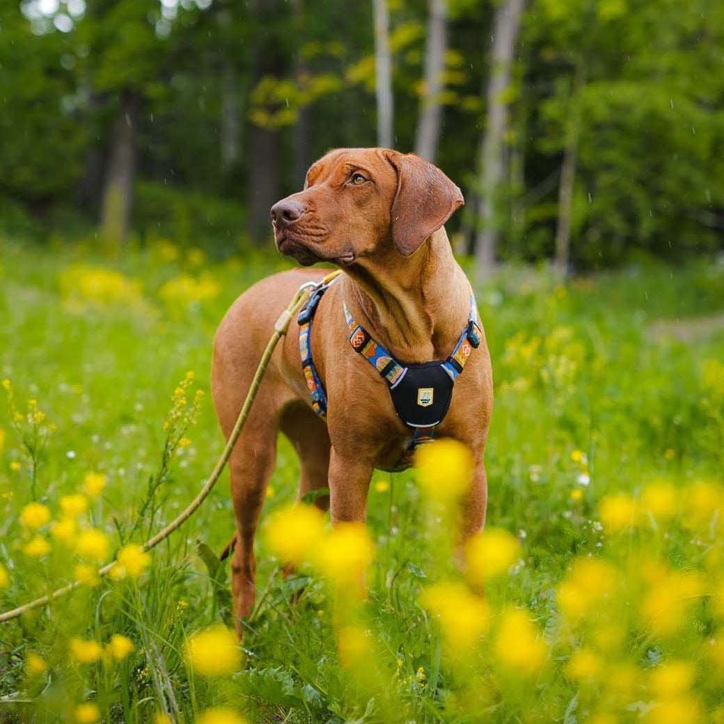 A brown dog stands alert in a grassy field with yellow wildflowers, wearing the Rope Dog Leash Thin Pistachio, surrounded by green trees in the background.