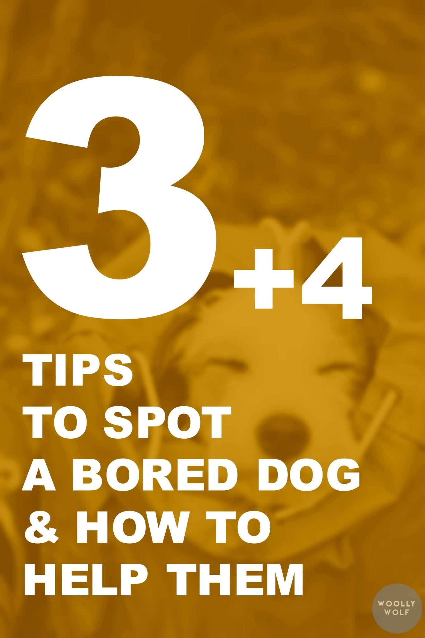 3+4 Tips to Spot a Bored Dog & How to Help Them - Woolly Wolf