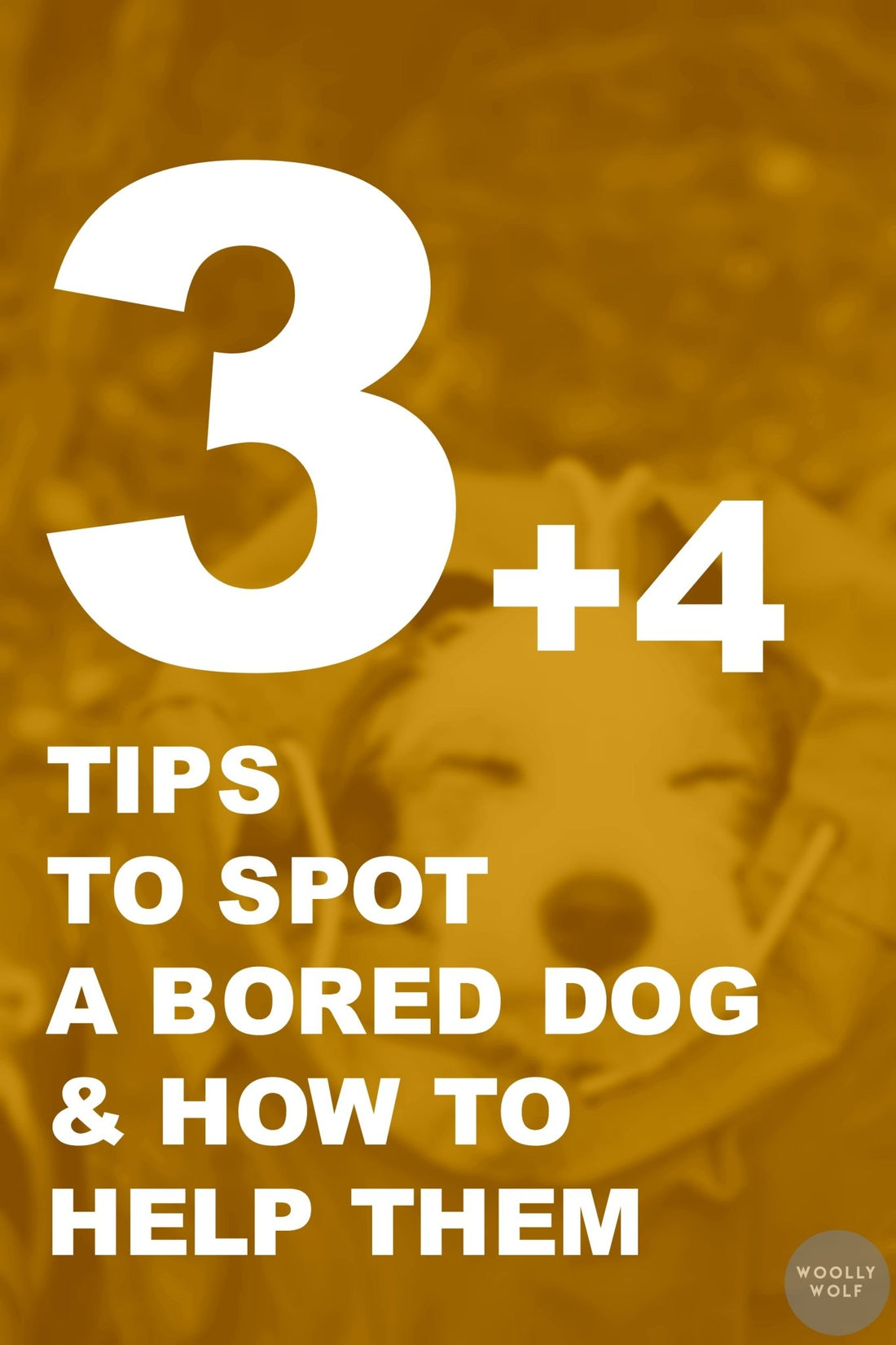 3+4 Tips to Spot a Bored Dog & How to Help Them - Woolly Wolf