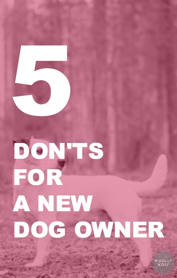 5 DON'Ts For a New Puppy Owner - Woolly Wolf