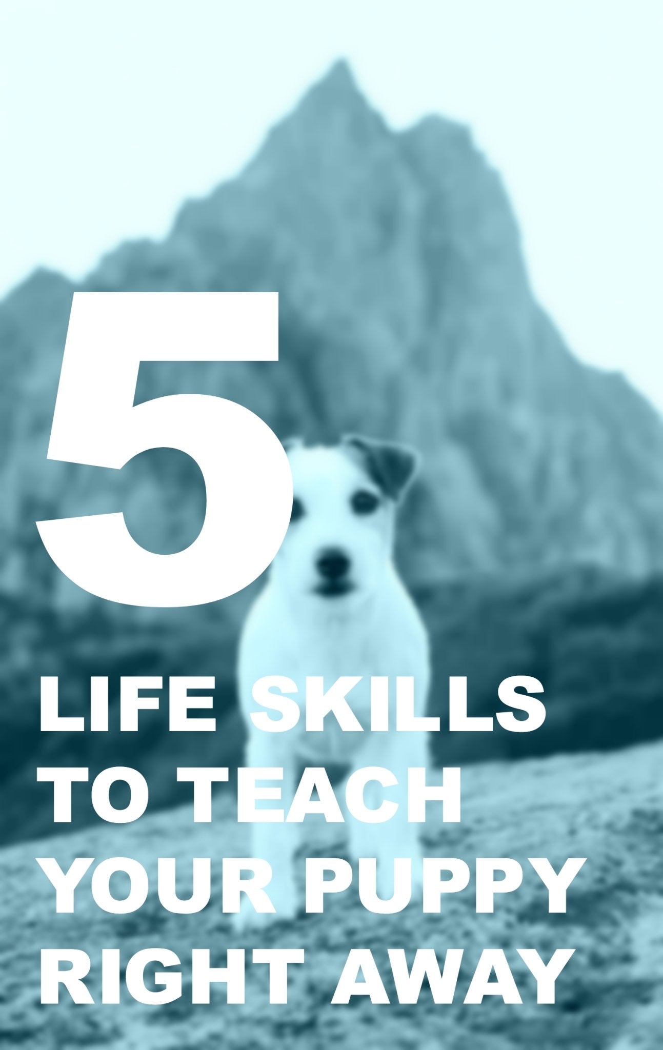 5 Life Skills to Teach Your Dog Right Away - Woolly Wolf