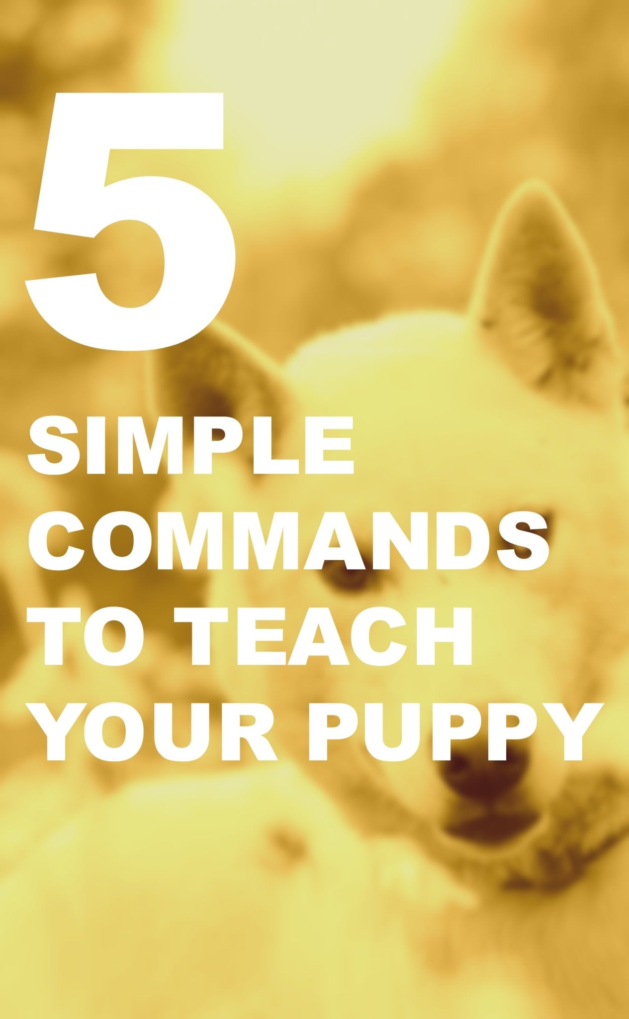5 Simple Commands to Teach Your Puppy - Woolly Wolf