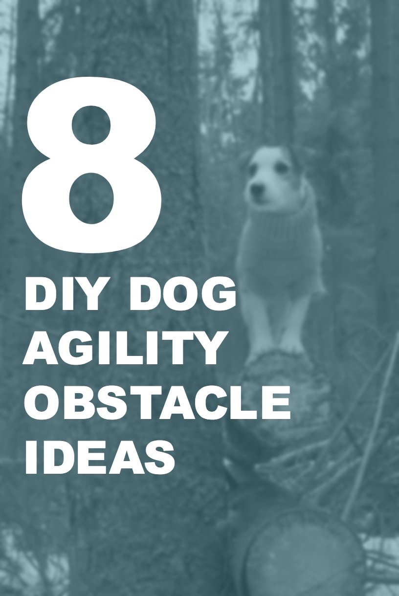 8 DYI Dog Agility Obstacle Ideas - Woolly Wolf