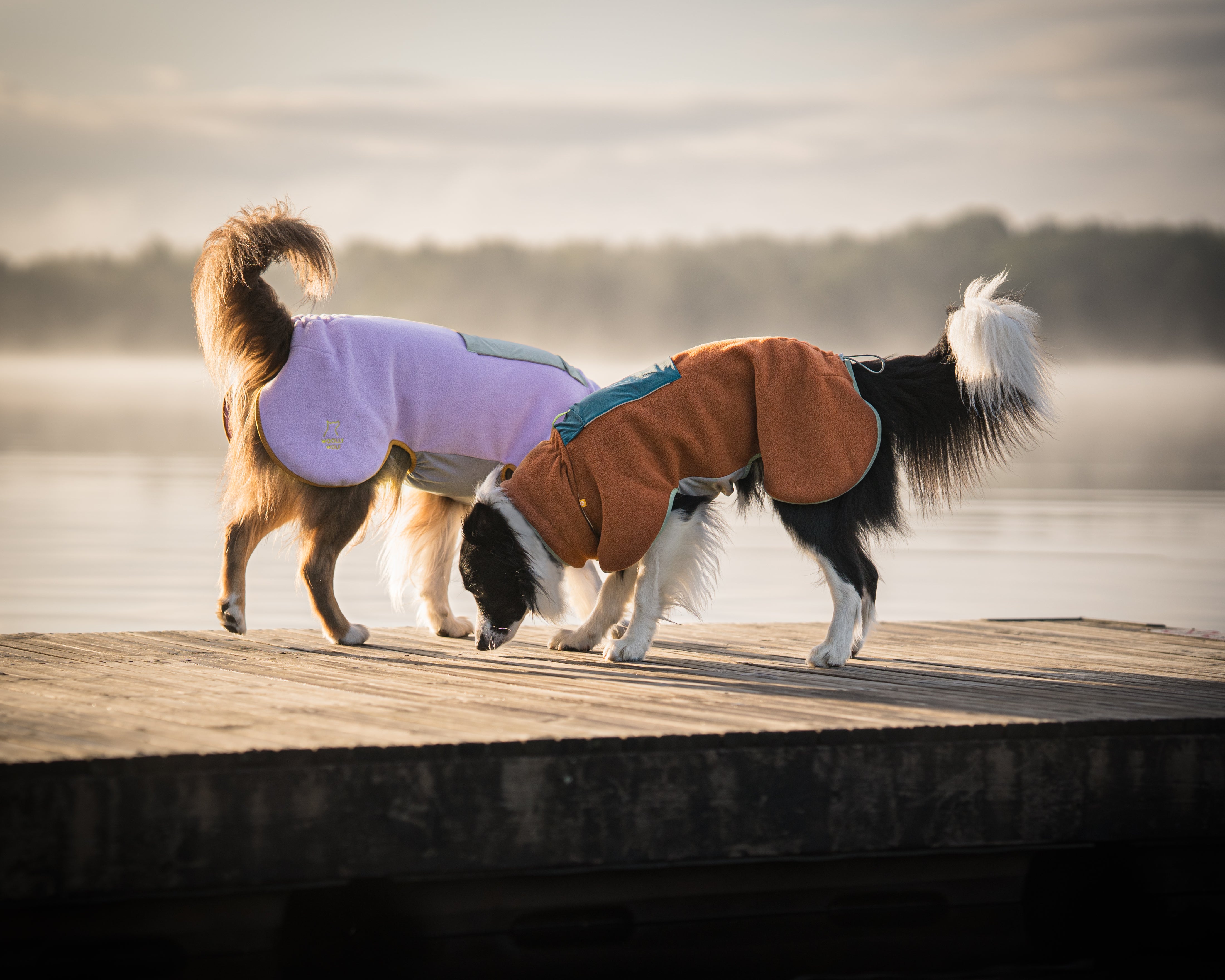 A brown dog wearing an orange coat stands on rocks in a forested outdoor area.