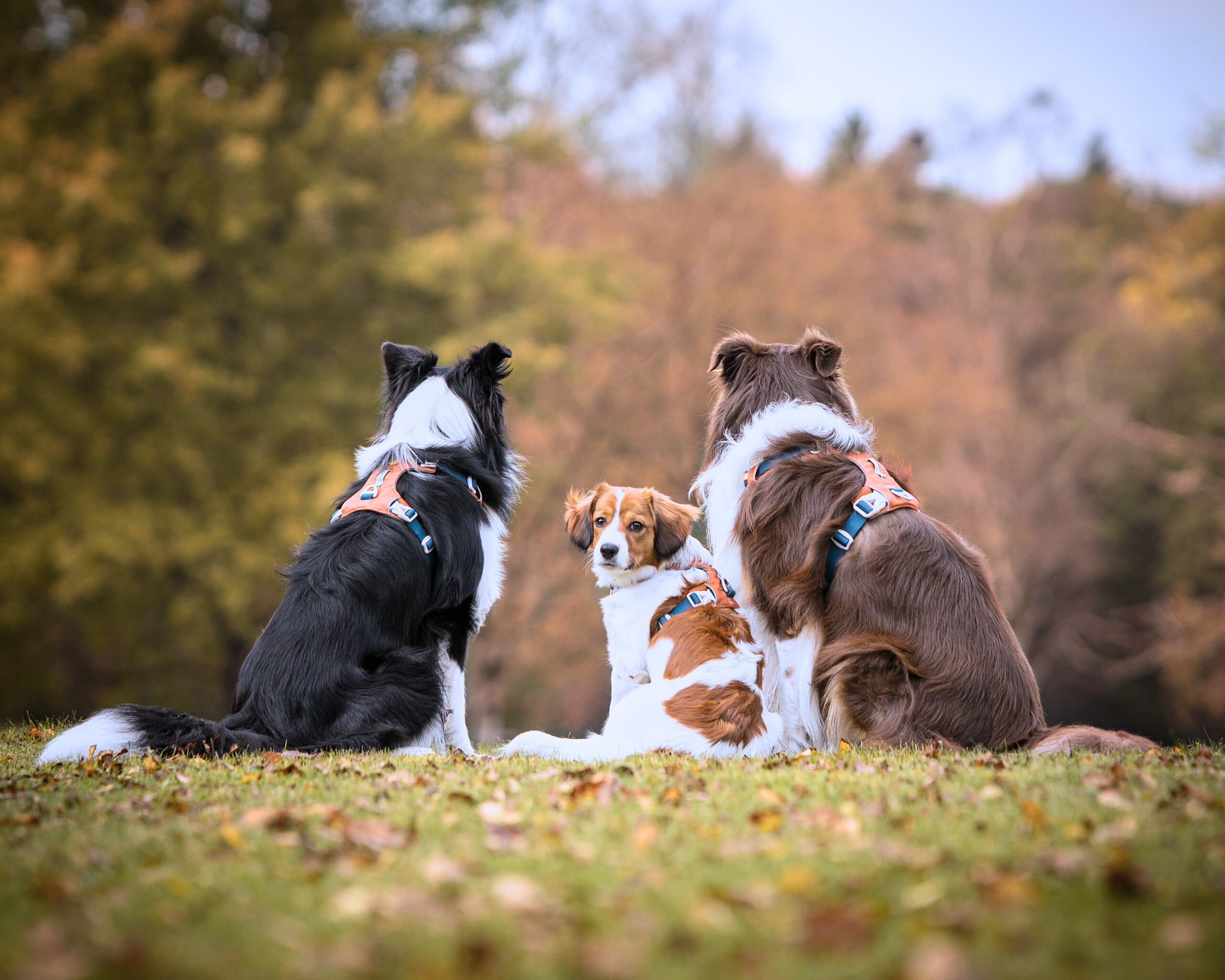 Three dogs sitting on grass, two facing away and one looking back, with autumn trees in the background.
