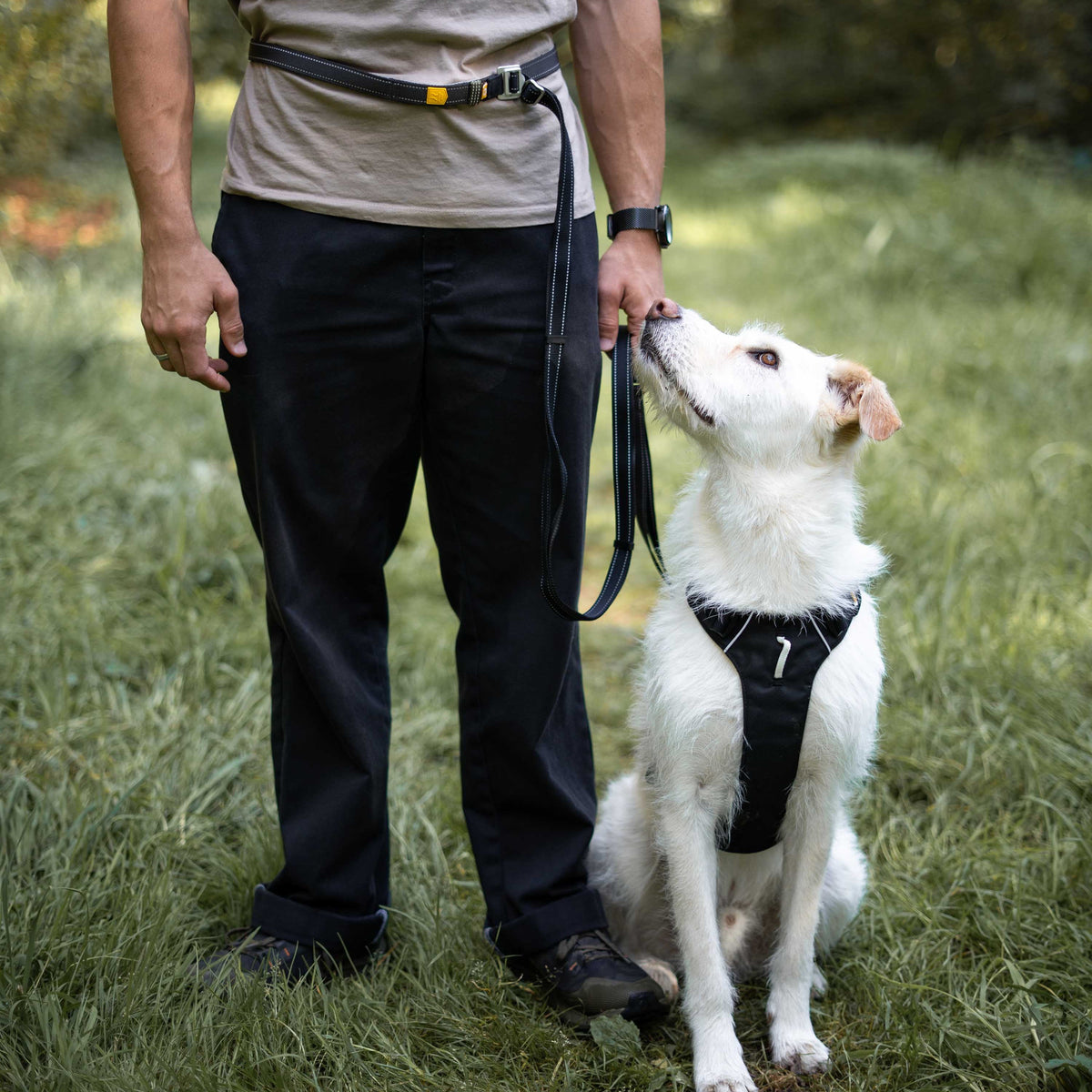 A person standing in a grassy area with a white dog in a harness connected to a hands-free leash around their waist.