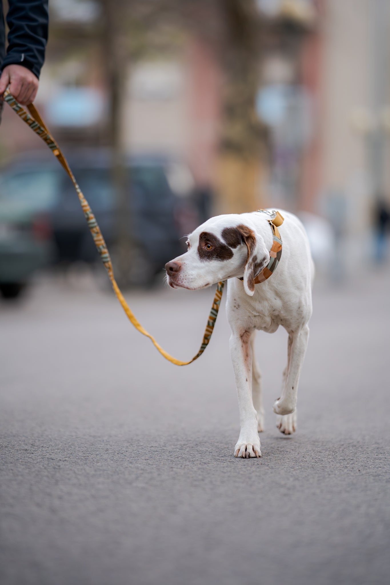 A brown dog on a colorful leash stands alert in a green, sunlit outdoor setting.