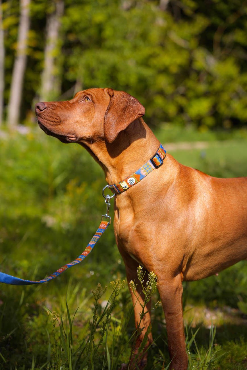 A brown dog on a colorful leash stands alert in a green, sunlit outdoor setting.