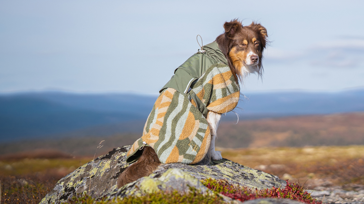 A brown and white dog wearing a patterned fleece-lined coat sits on a rocky mountain summit.