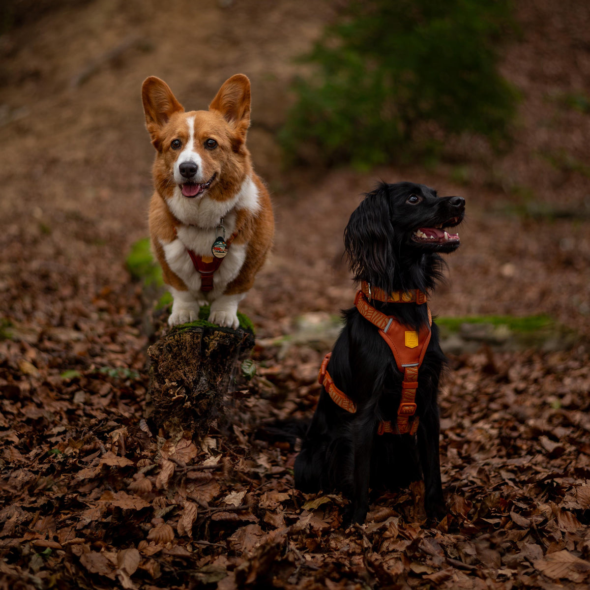 A corgi stands on a tree stump next to a black dog sitting in the fallen leaves.